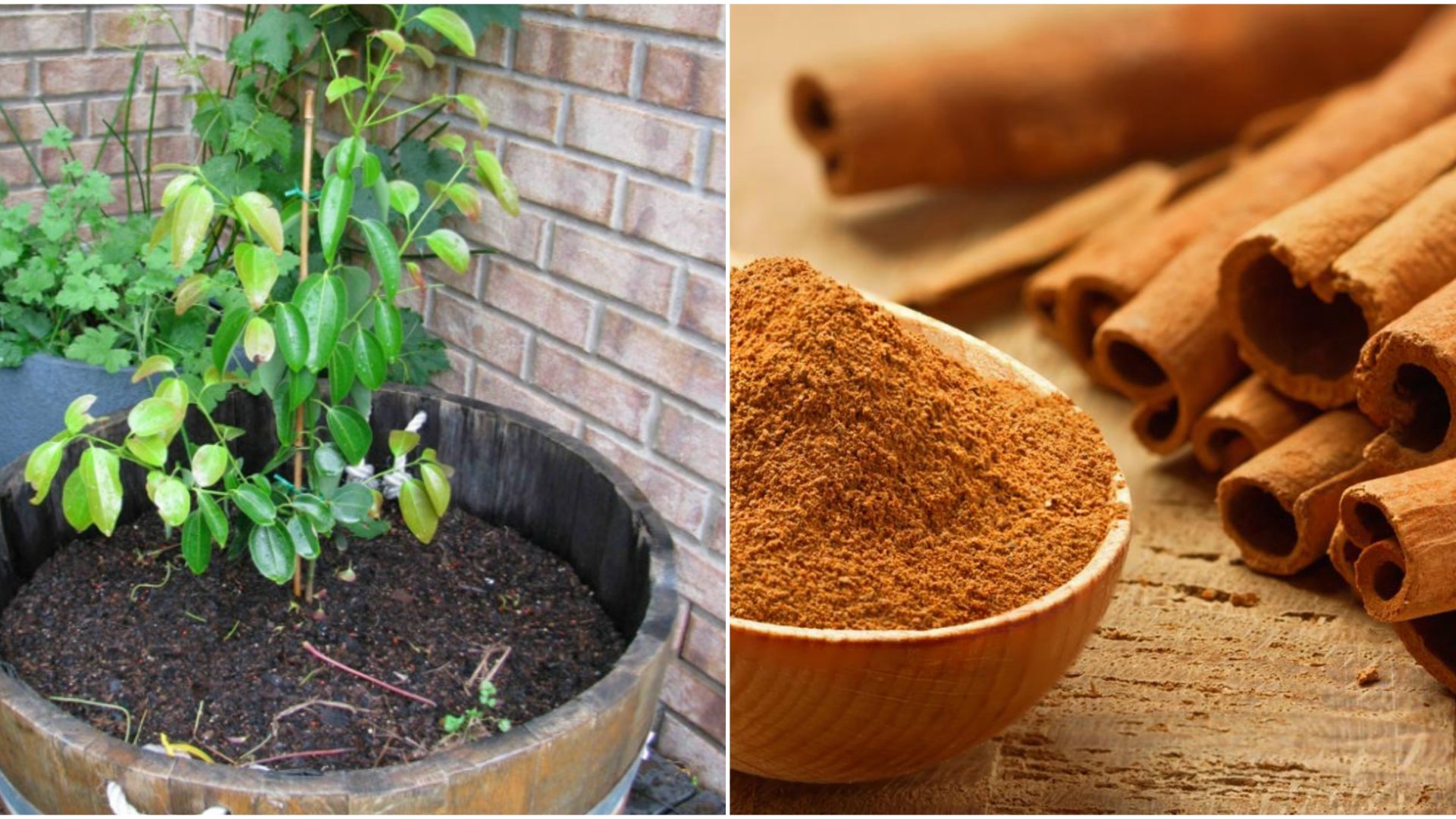 Neveljünk sikeresen fahéjfát, és legyen saját fahéjunk! 