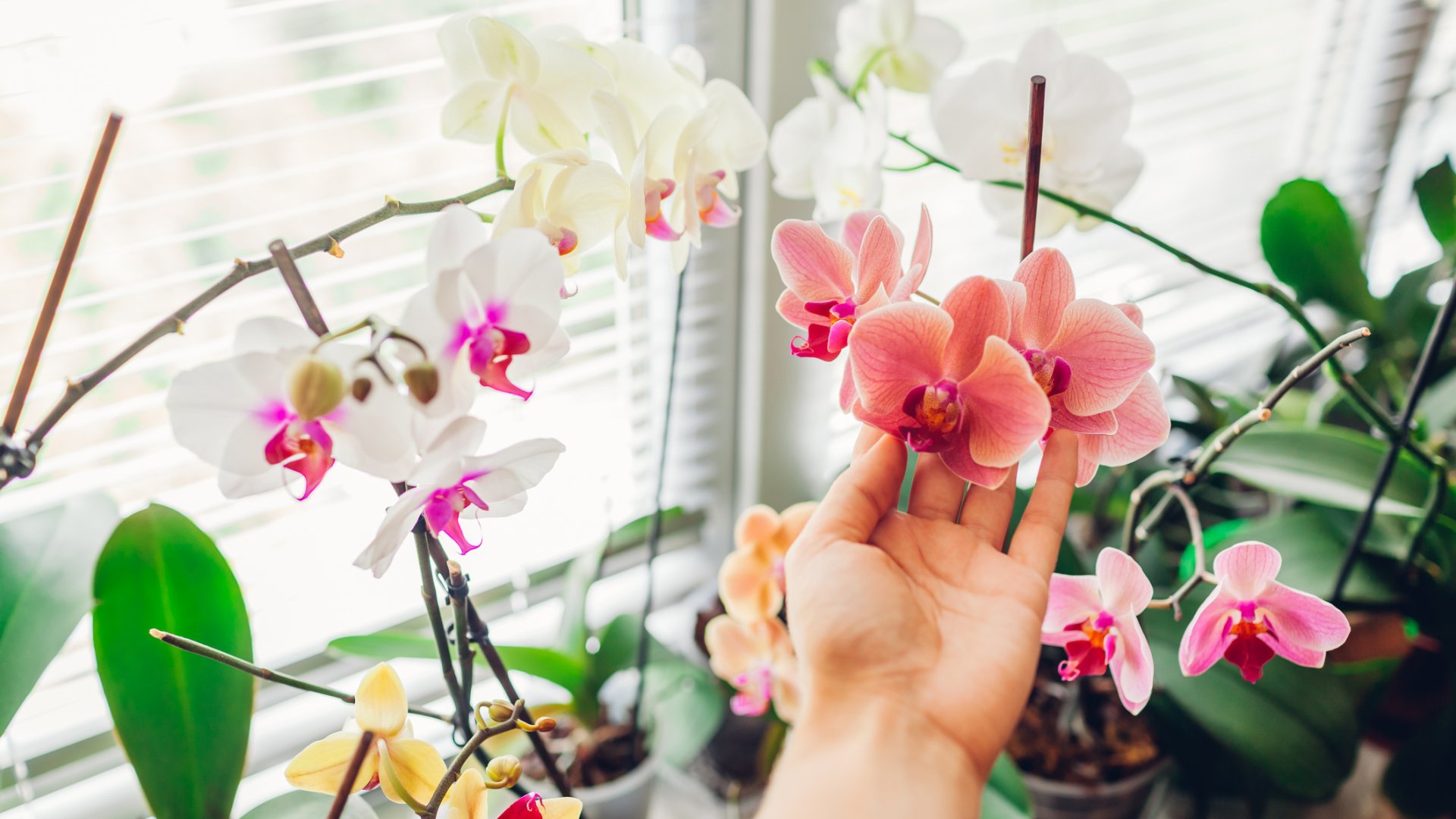 Orchidea szaporítása: Lépésről lépésre útmutató a keikik átültetéséhez Orchidea szaporítása: Lépésről lépésre útmutató a keikik átültetéséhez