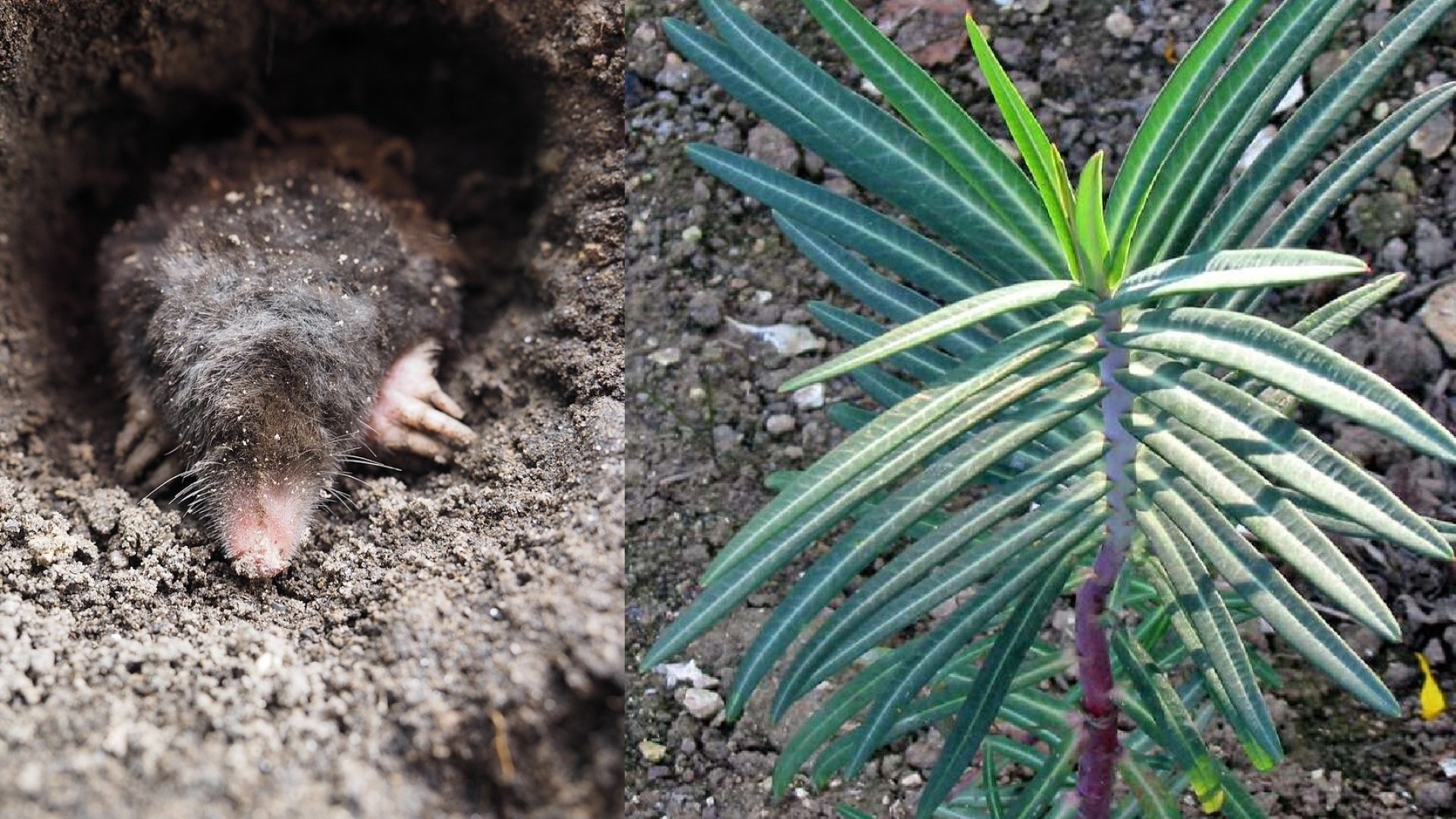 Természetes megoldás – Vakond ellen ültess vakondfüvet!