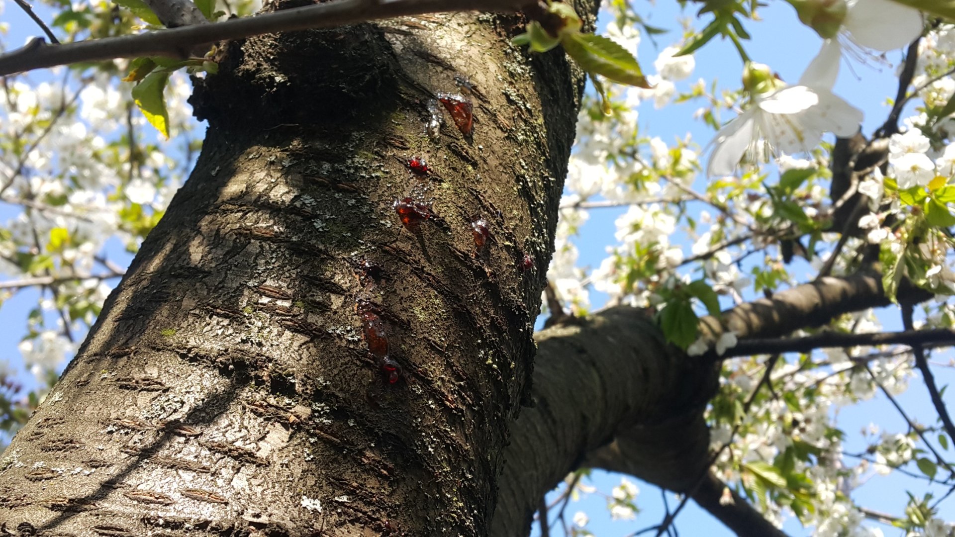 Mézgásodás a gyümölcsfákon – Ezt jelenti, és ezt kell tenned! 