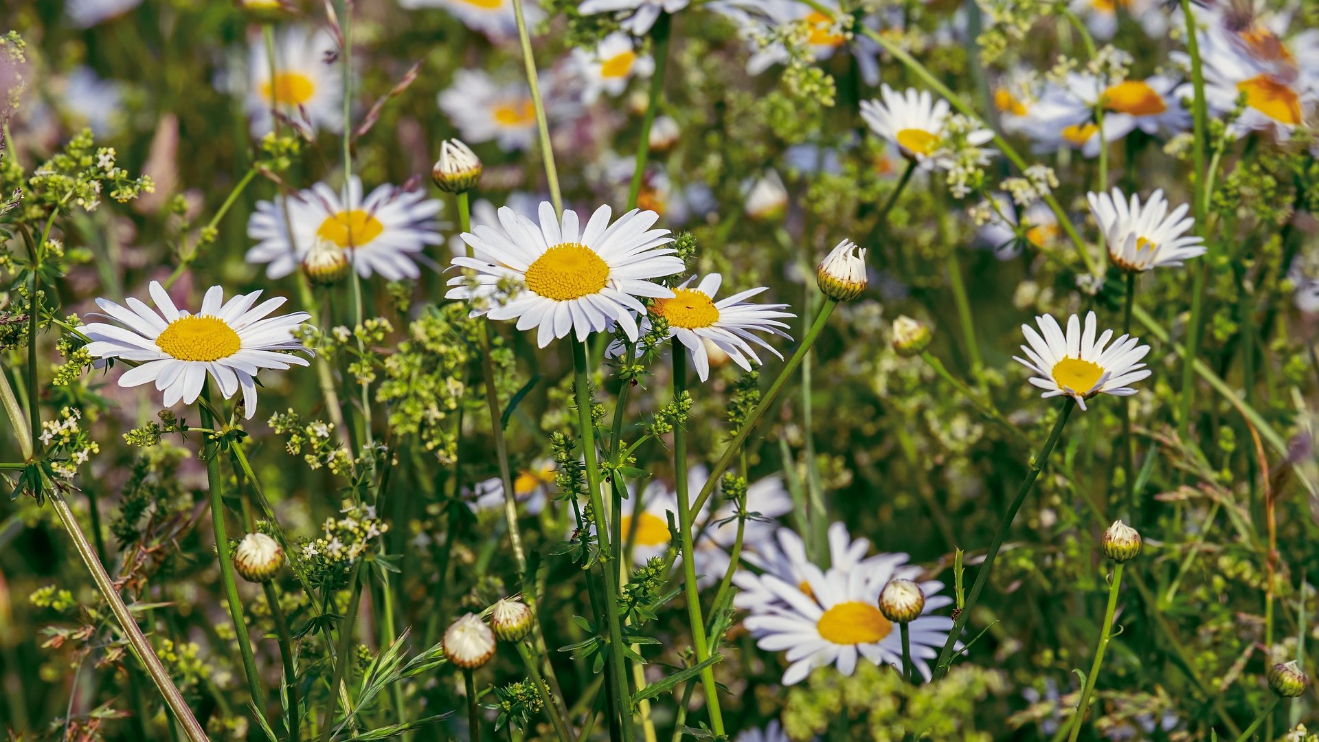 Ezért érdemes felhasználni a százszorszépeket