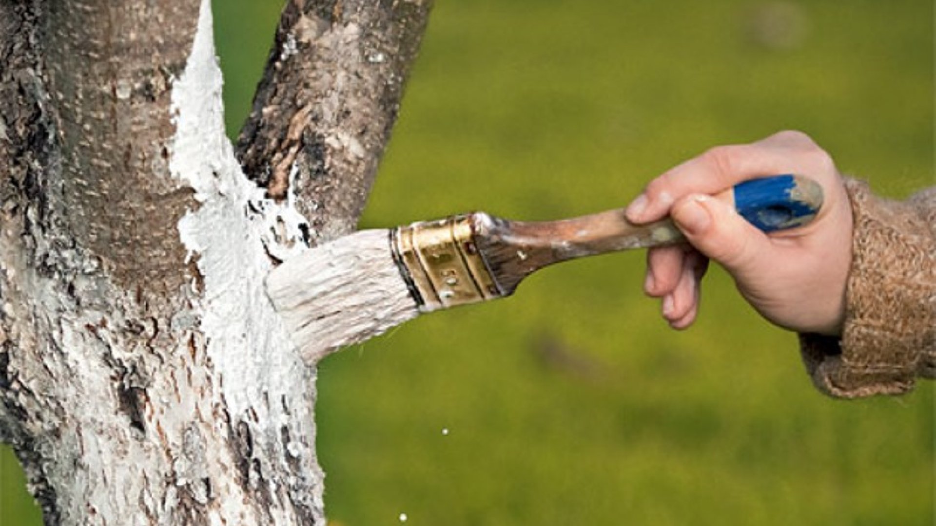 Miért szokás lemeszelni a fák törzsét?