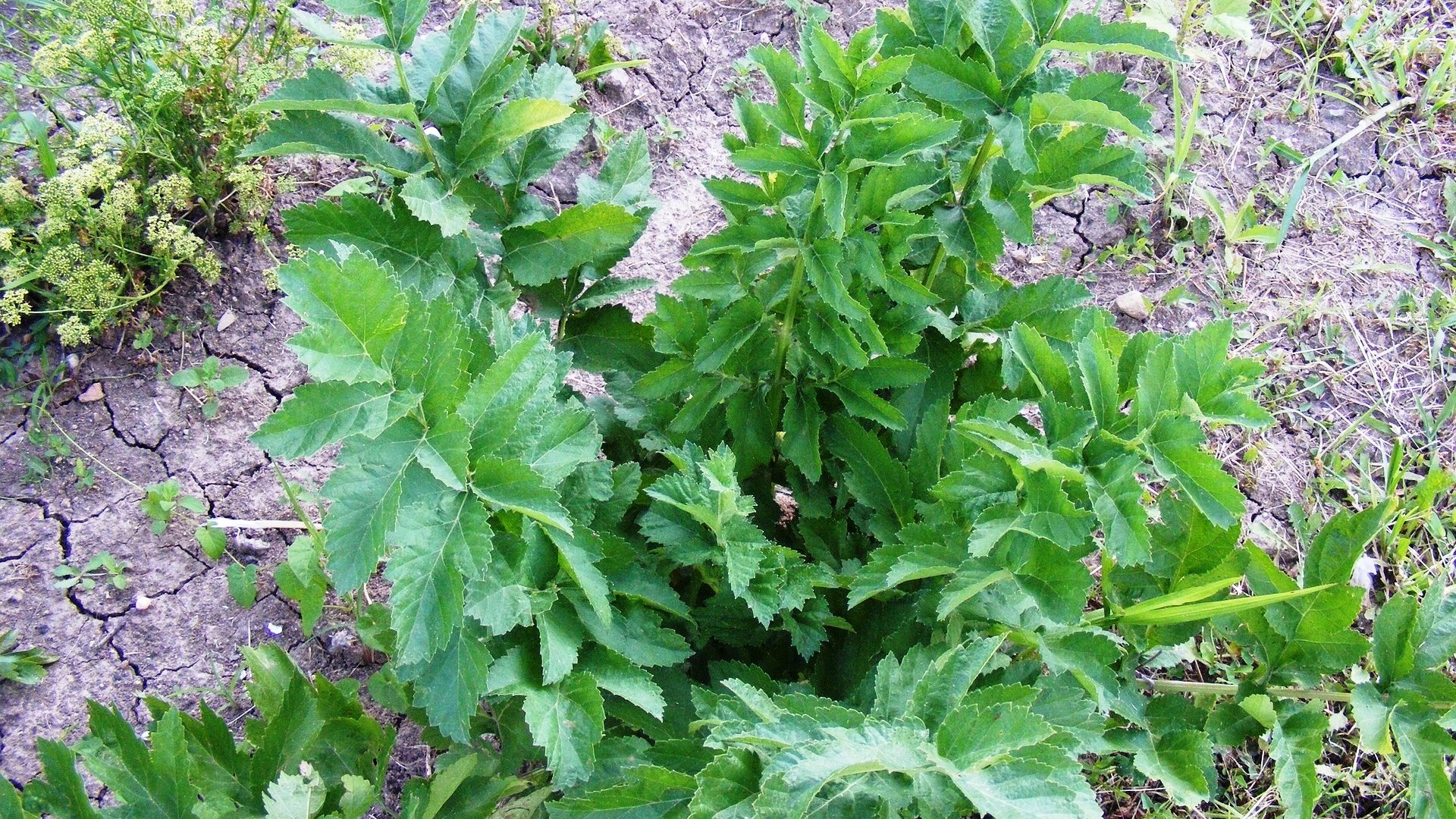 Nagyanyáink titkos gyógy-, és fűszernövénye – A lestyán termesztése, felhasználása