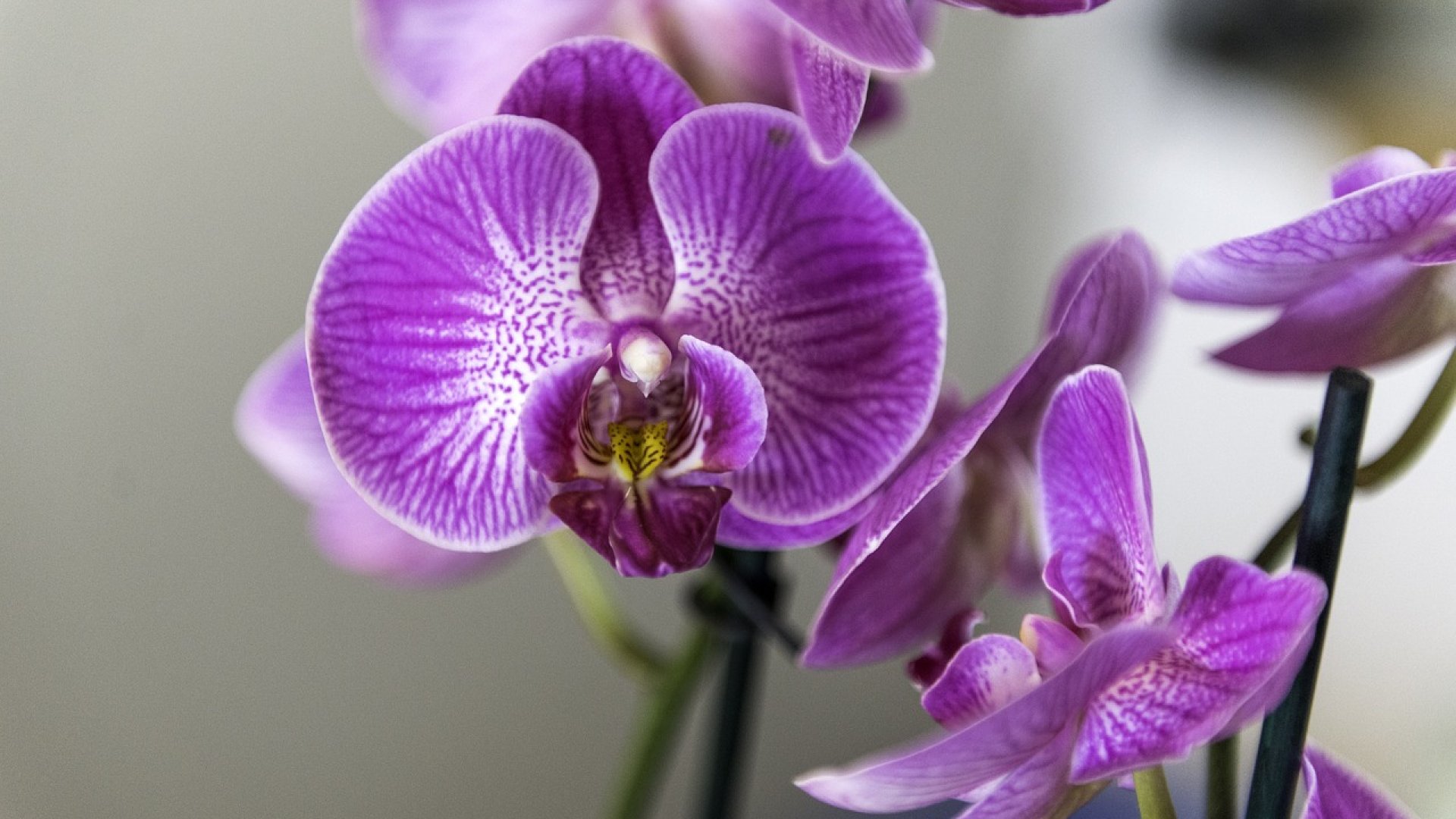 További okok, amiért sárgulhatnak az orchideák levelei További okok, amiért sárgulhatnak az orchideák levelei