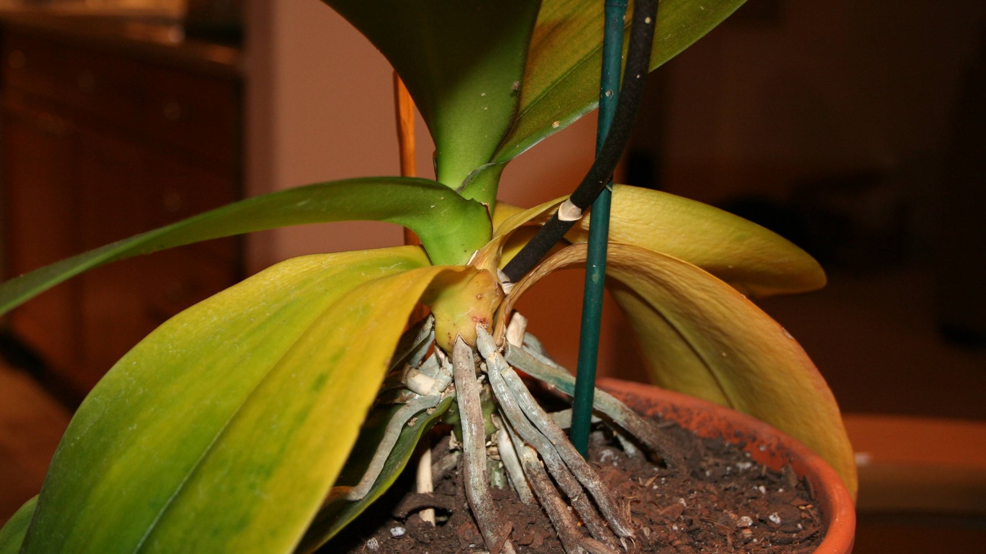 Mitől sárgulnak az orchidea levelei, és mit lehet tenni ellene?