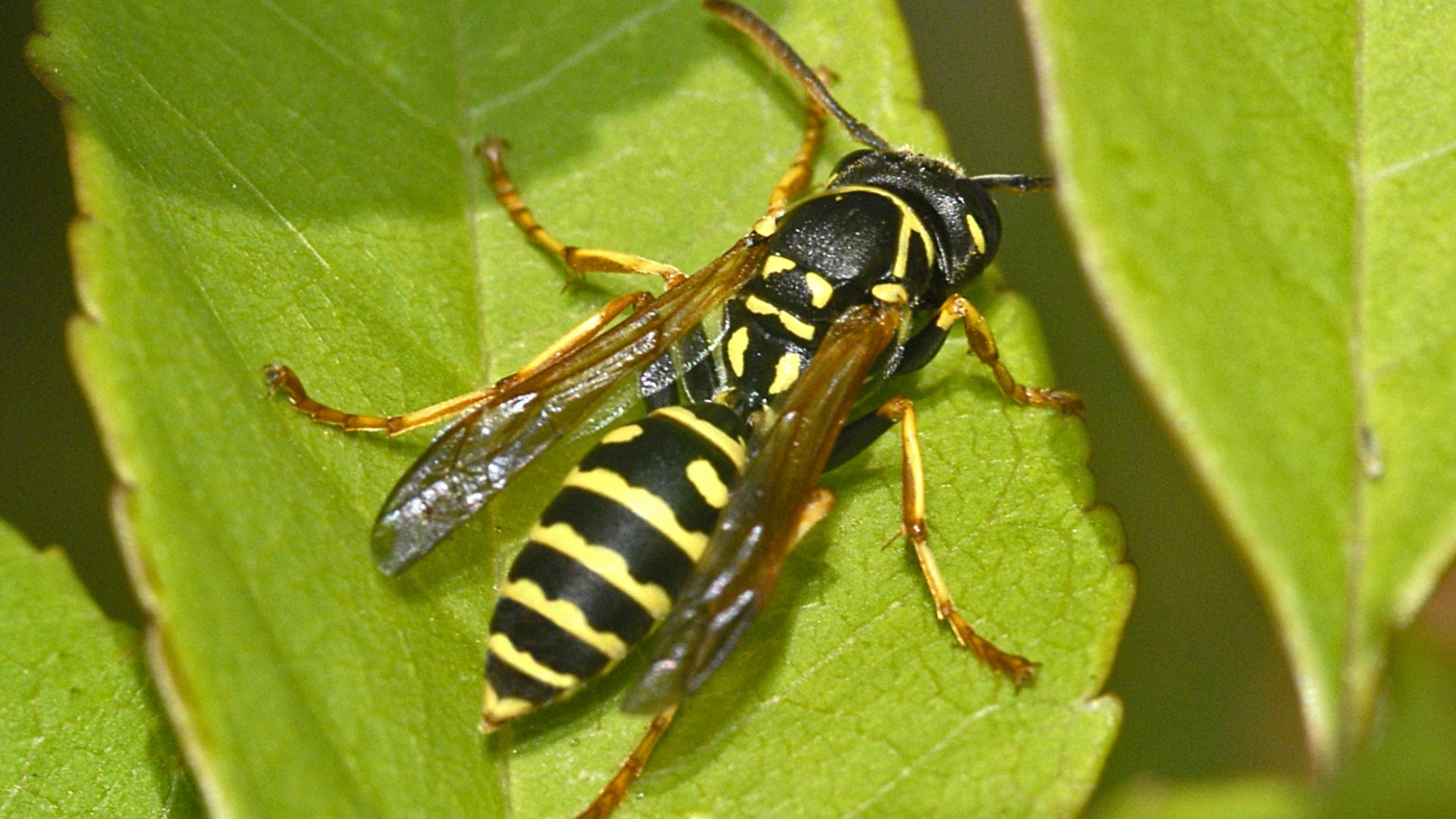 A tavasz beköszöntével megérkeztek a darazsak is – Ismerjük meg a magyarországi fajtákat! 