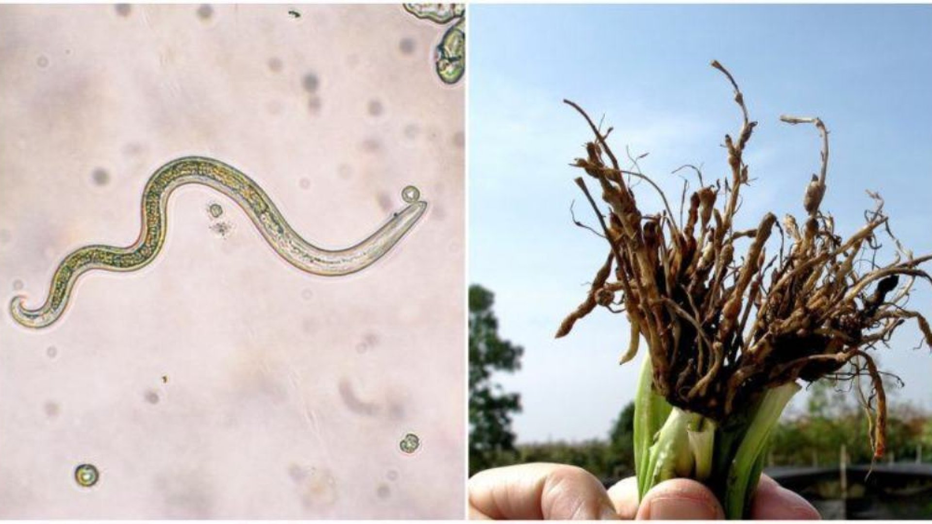 Mik azok a fonálférgek, és miért olyan hasznosak (vagy károsak) a kertben?