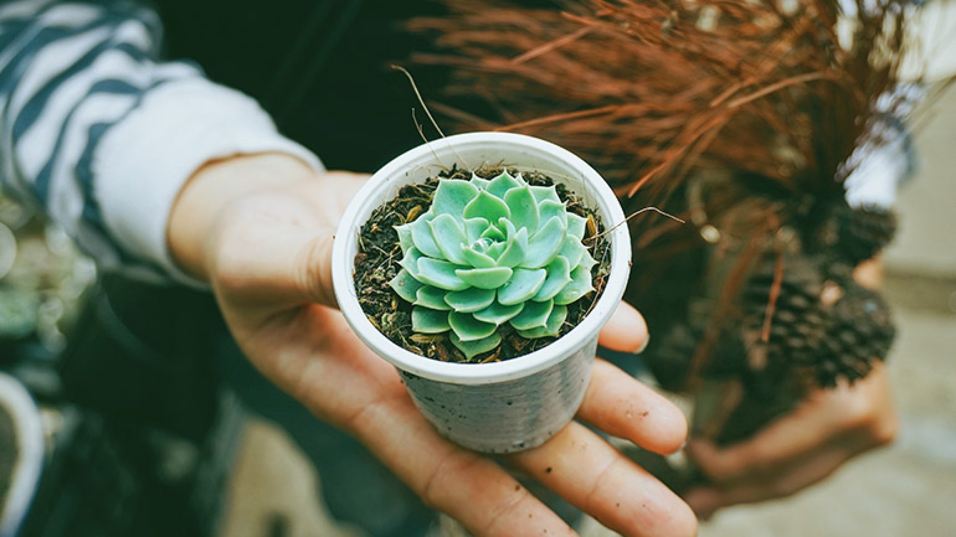 Így készíts magágyat műanyag pohárból vagy palackból