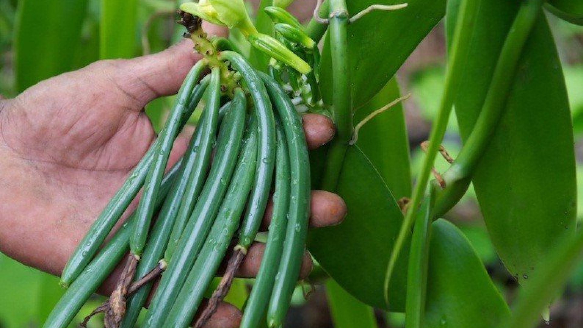 Termesszünk vaníliát kertünkben! Szakértőnk elmondja, hogyan! 