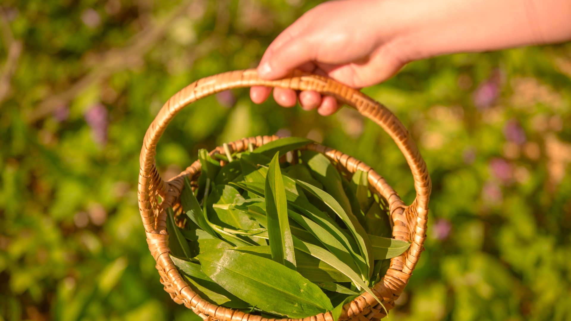 Most érdemes gyűjteni a medvehagymát – Ezekre figyelj oda!