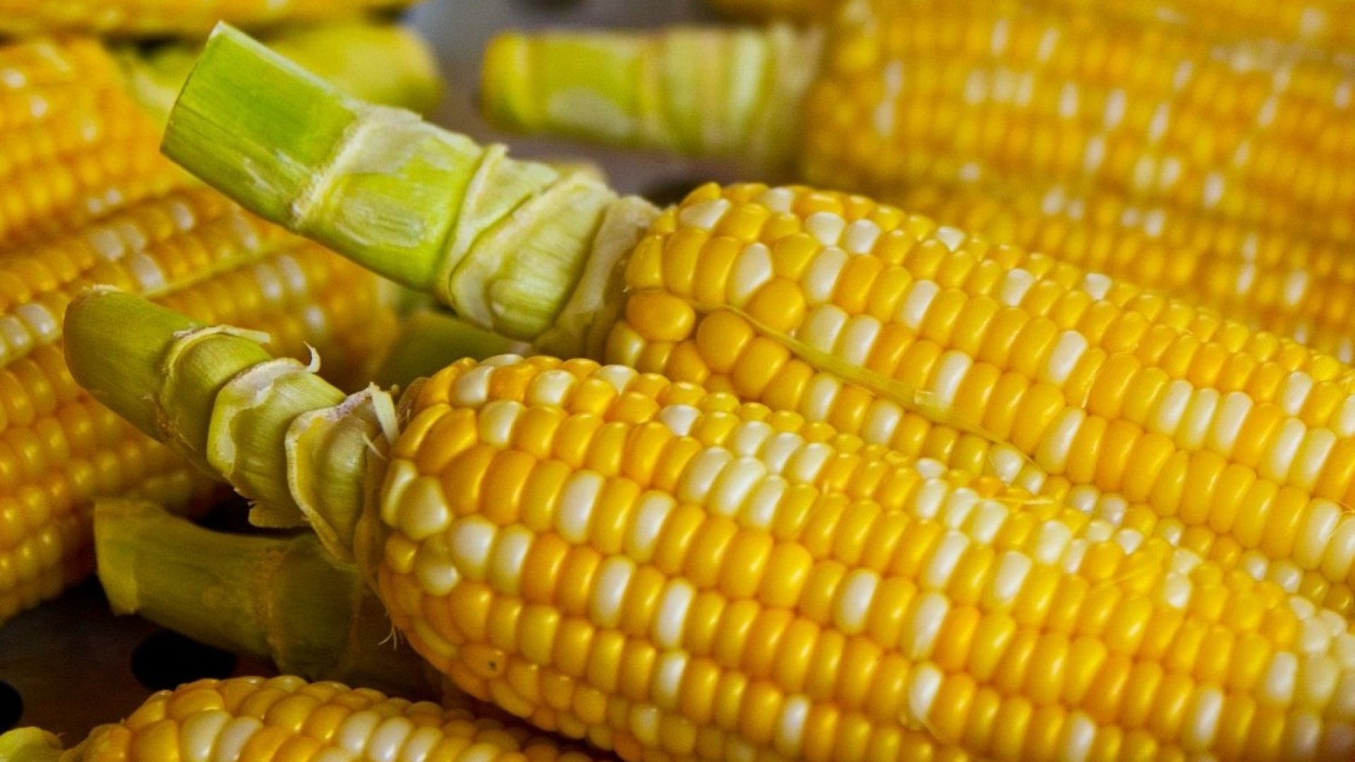 Amit a csemegekukorica termesztéséről tudni érdemes