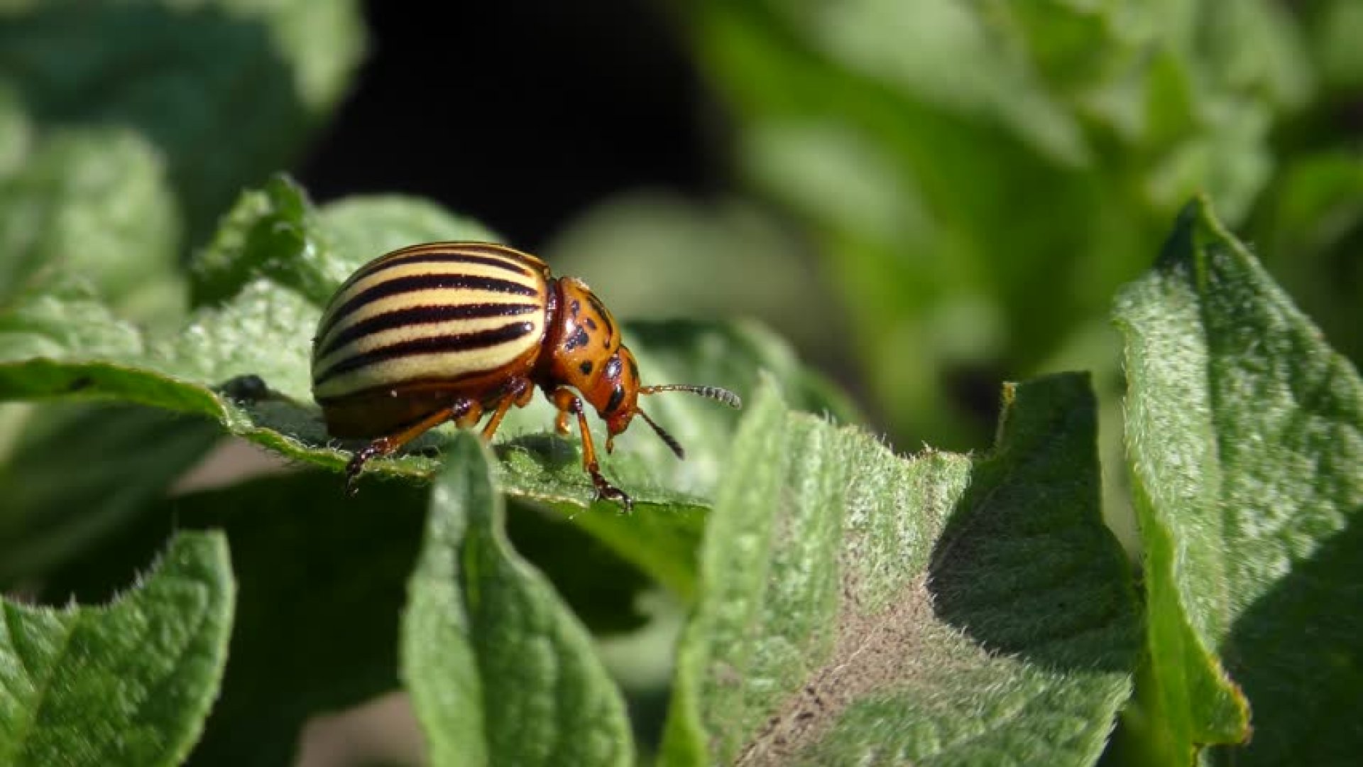 Kártevőriasztó növények – Ezeket ültesd, hogy ne kelljen permetezni! 