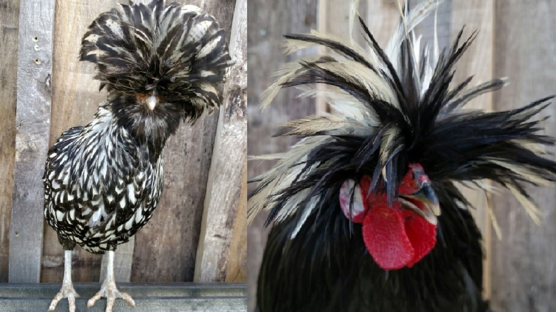 Holland bóbitás tyúkok, avagy a baromfiudvar divatdiktátorai