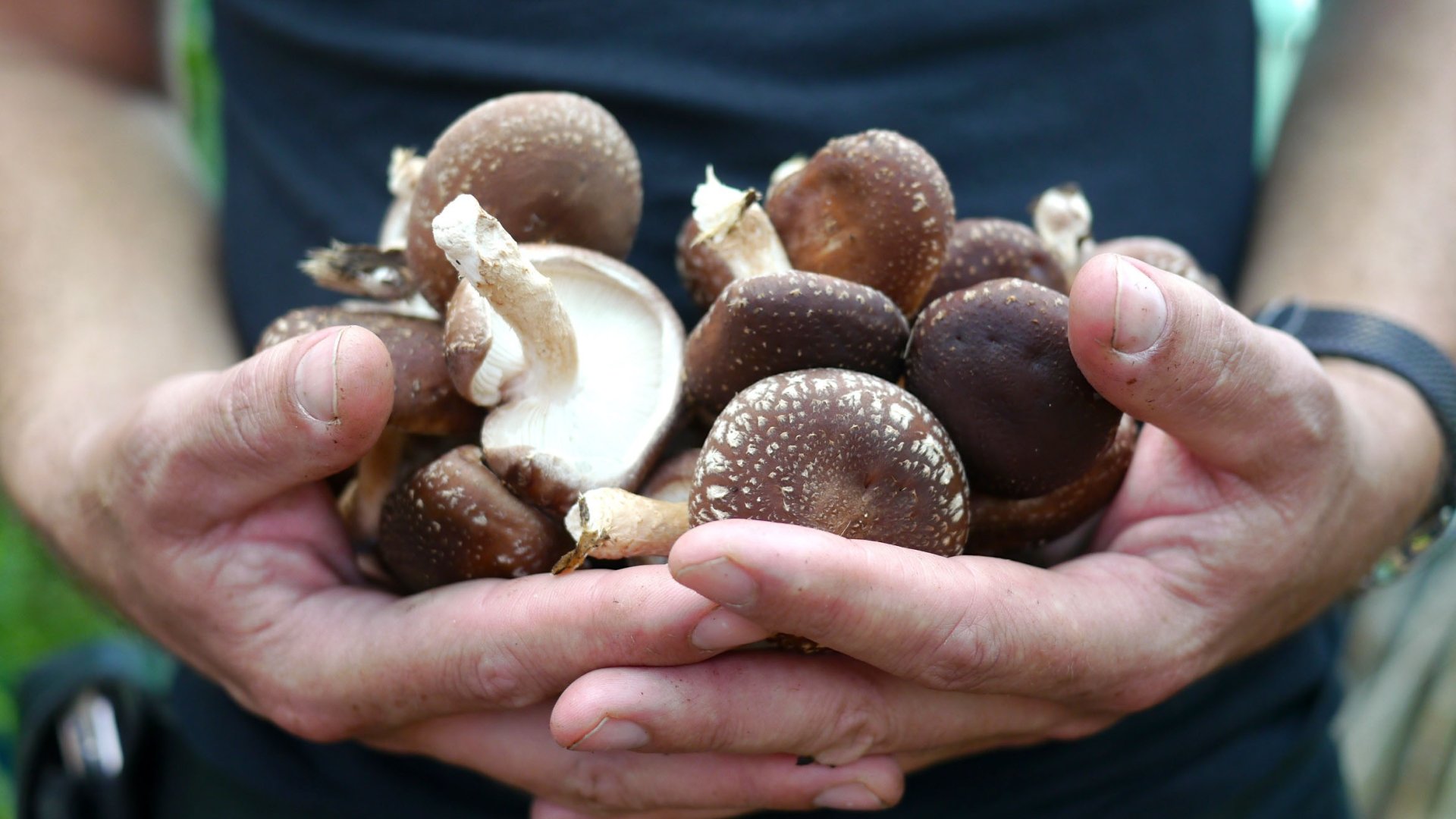 A világ legjobbja – Így termessz házilag shiitake gombát!  A világ legjobbja – Így termessz házilag shiitake gombát!