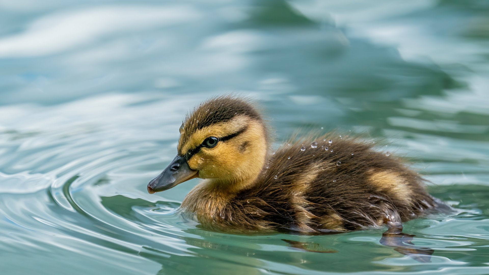 A csodatévő kacsatrágya – Így használd fel te is a kertedben! 
