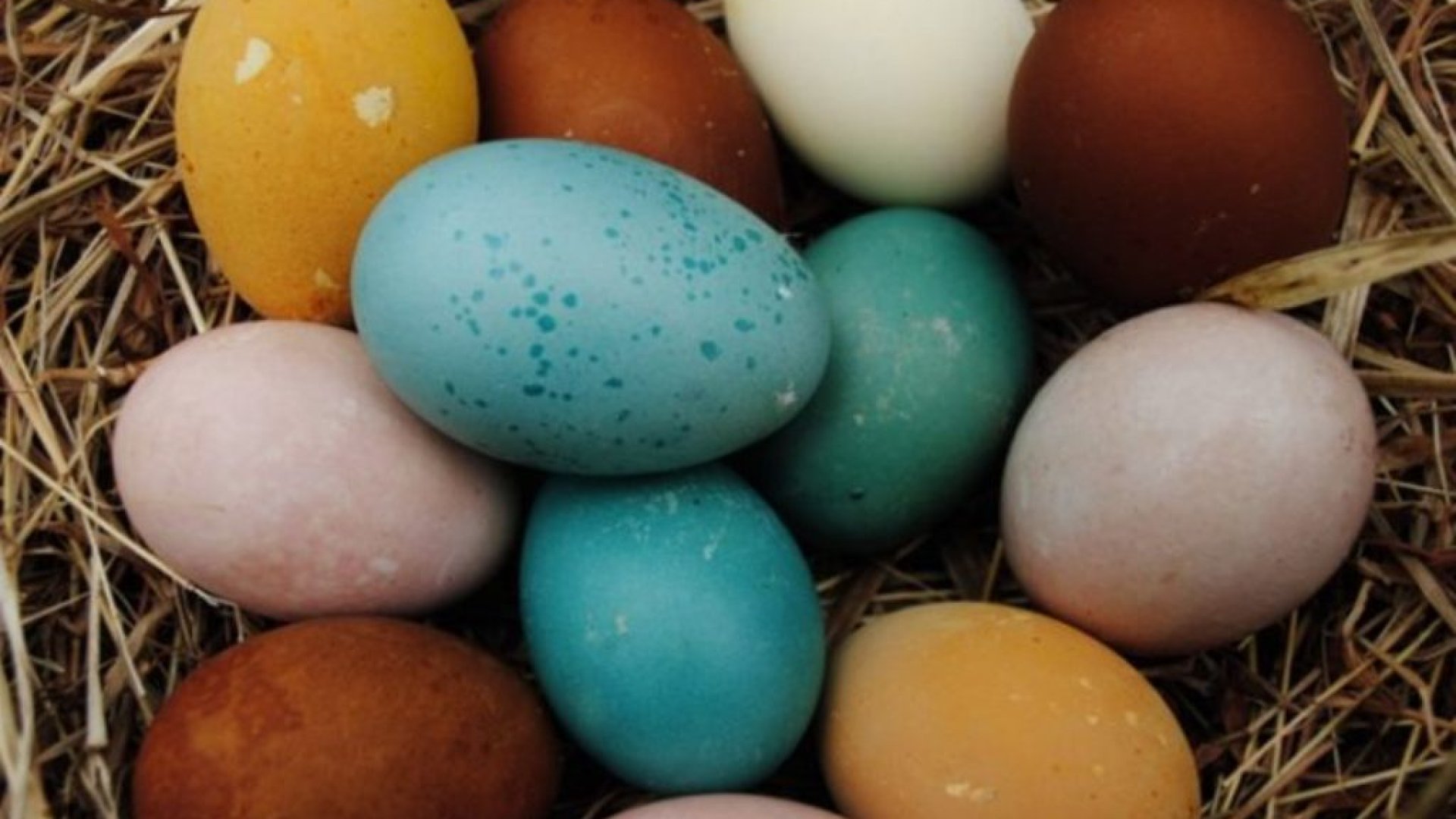 Tyúkfajták, amik több színben pompázó tojásokkal lepnek meg minket! 