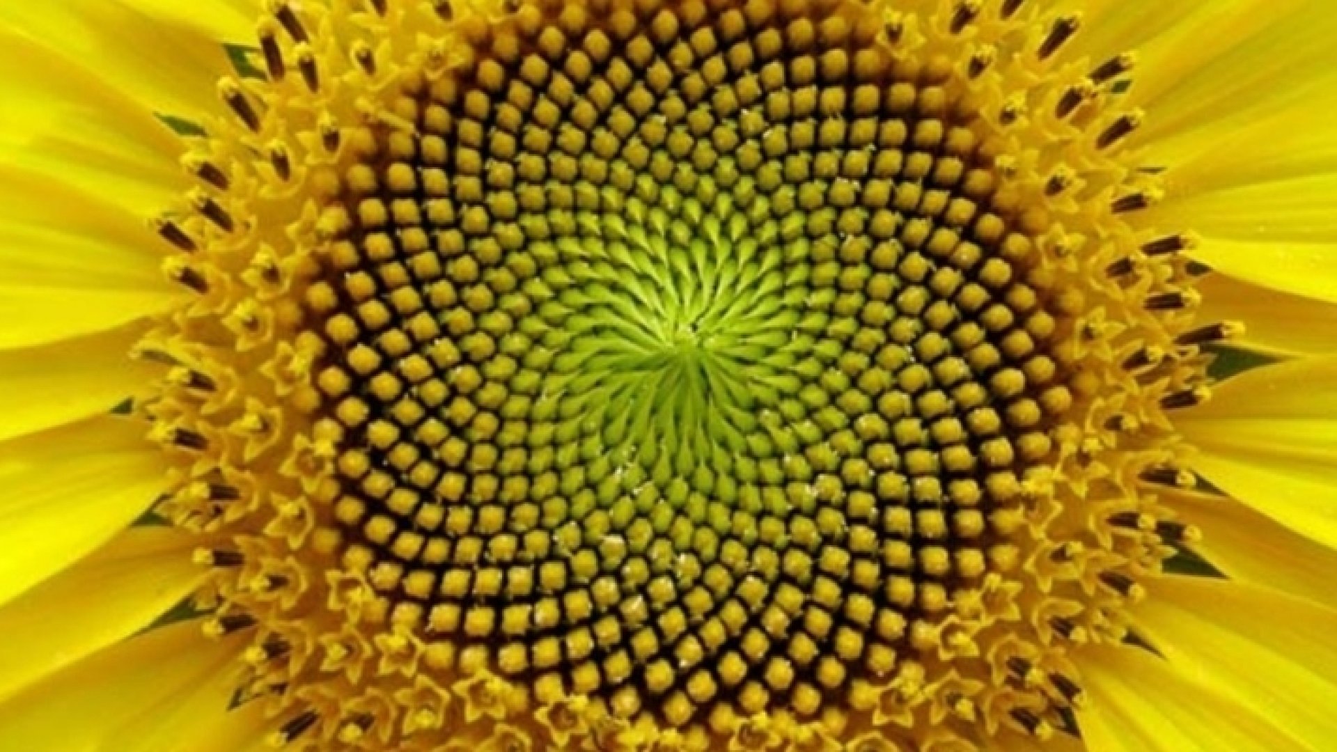 Elképesztően gyönyörű geometriai formát alkotó növények Elképesztően gyönyörű geometriai formát alkotó növények