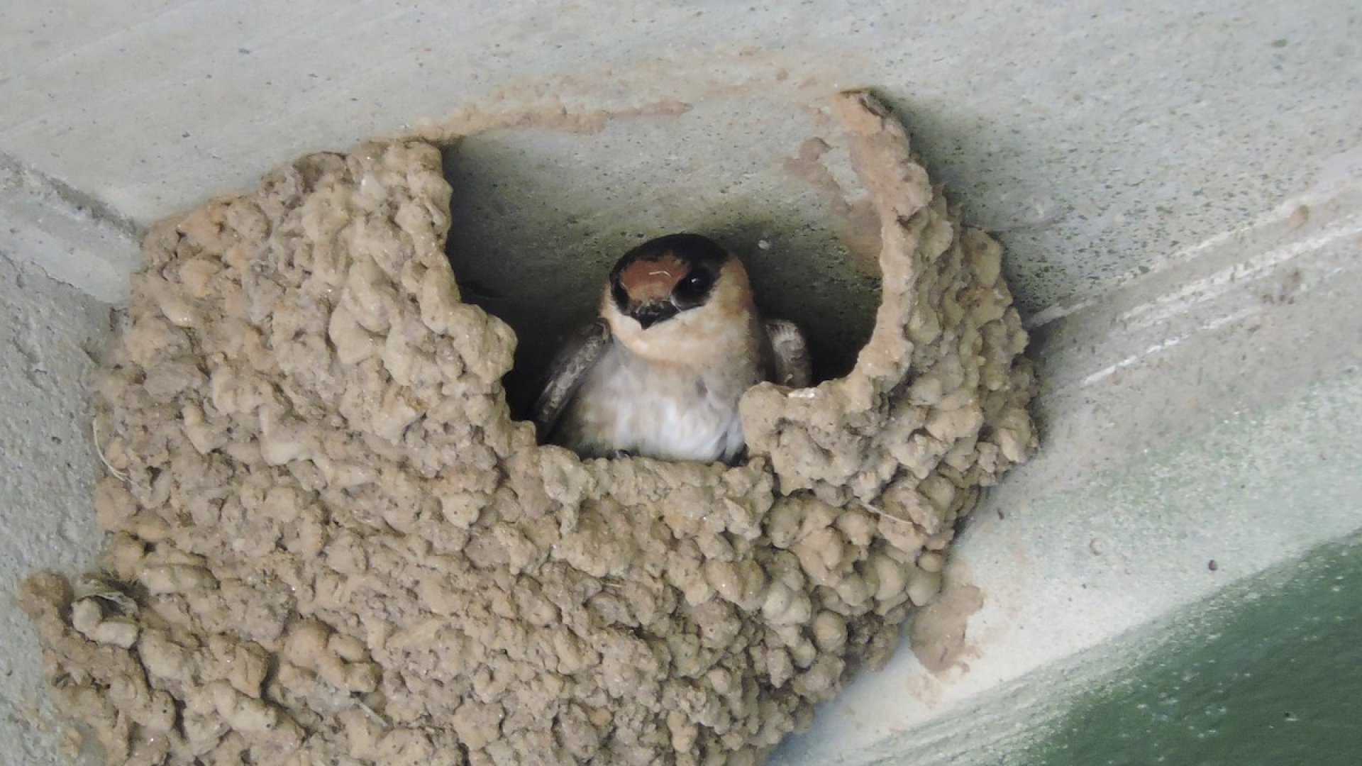 Védjük meg a fecskeállományt