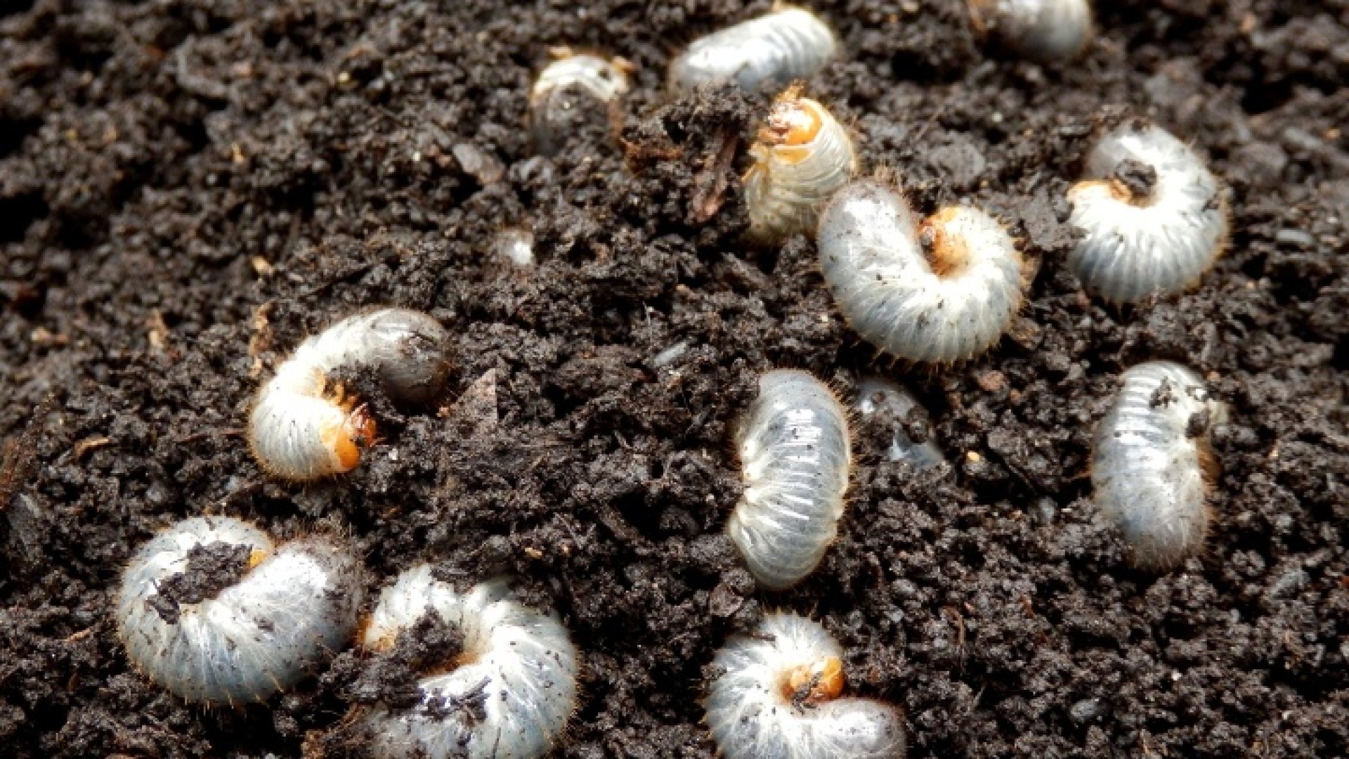 Kertünk legnagyobb ellensége – Védekezés a pajorok ellen