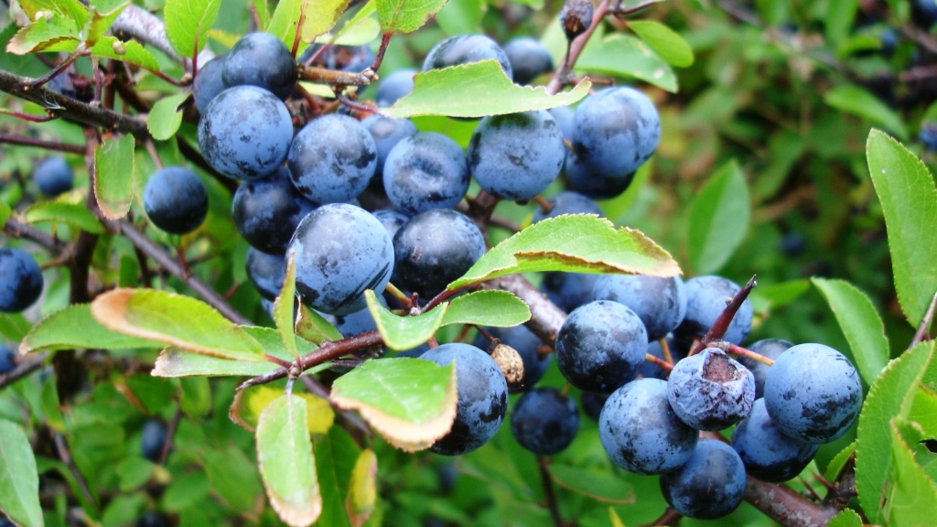 A kökény, mint csodanövény