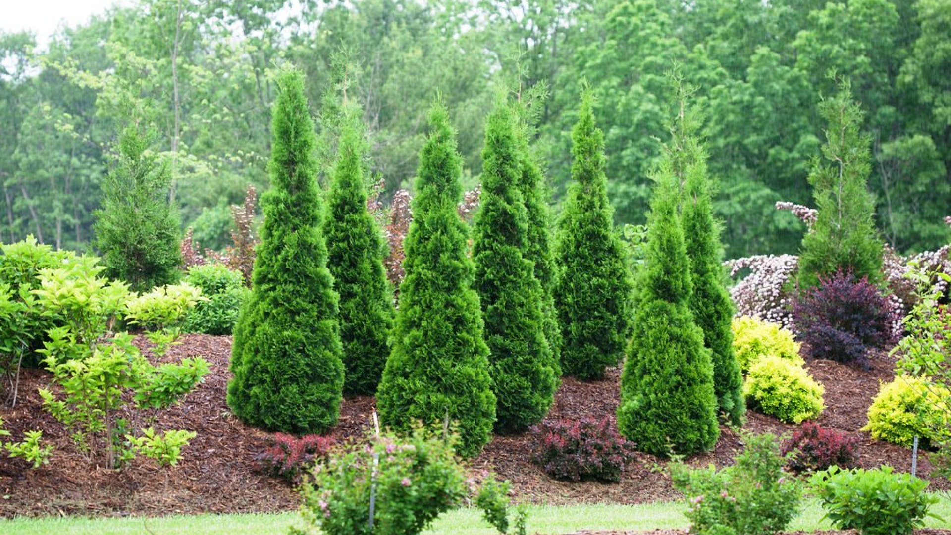 Az örökké zöld tuja titkai