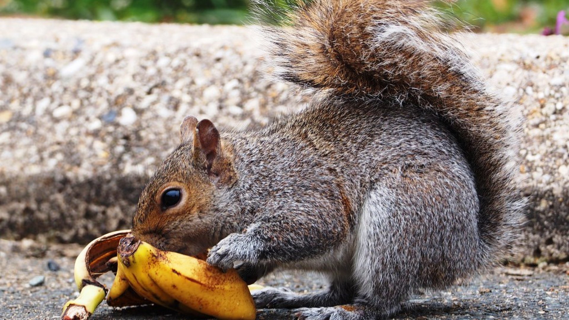 Michelin-csillagos éttermekben szolgálják fel a mókusokat Michelin-csillagos éttermekben szolgálják fel a mókusokat