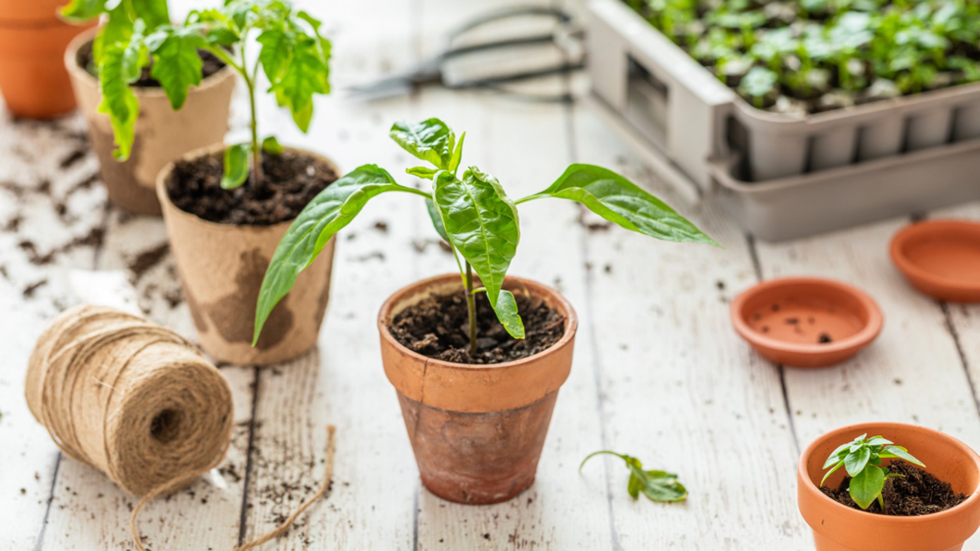 A leggyakrabban előforduló betegségek palántanevelés során