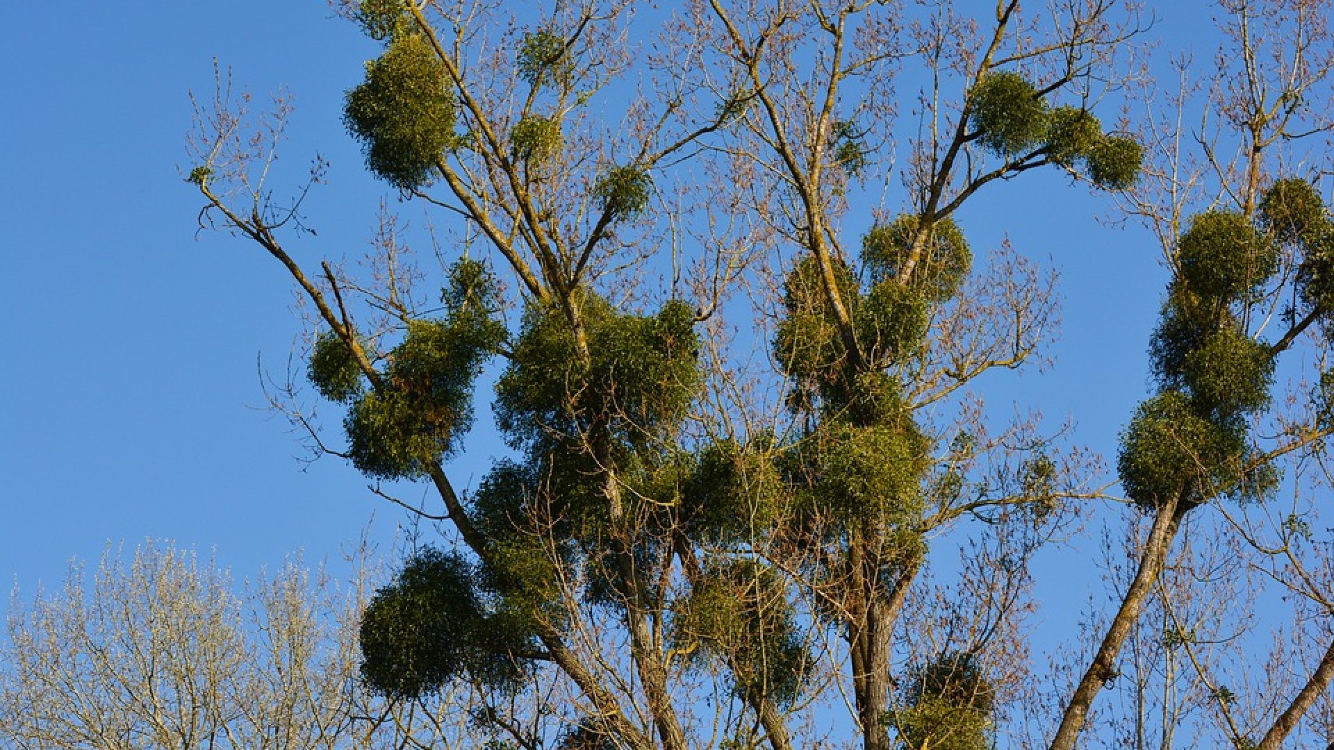 Az élősködő csodaszer – Tudnivalók a fagyöngyről
