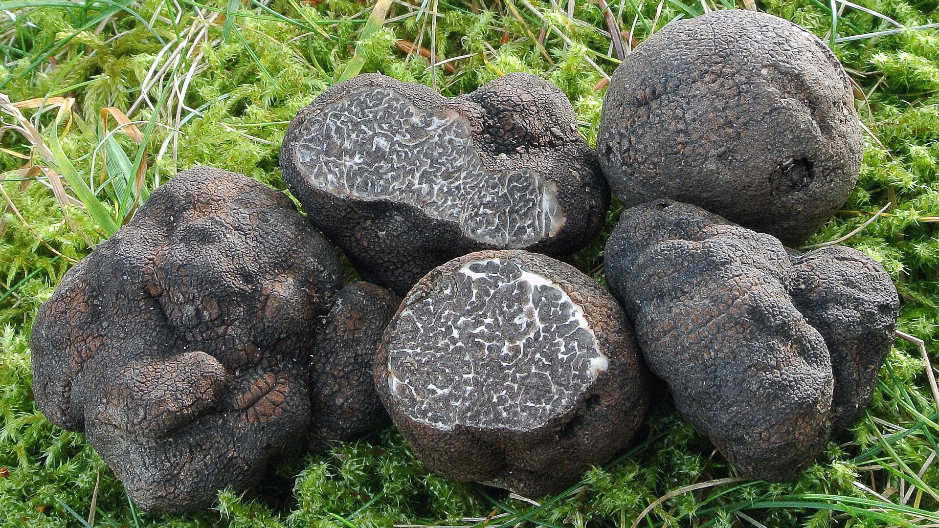 Szarvasgomba termesztés - Jövedelmező befektetés lehet mindenki számára