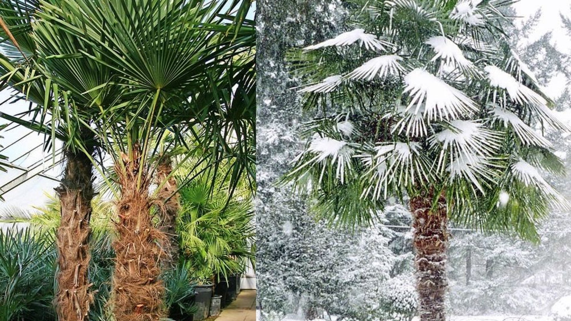 Trópusi hangulat kertünkben – Nevelj te is télálló pálmát! 