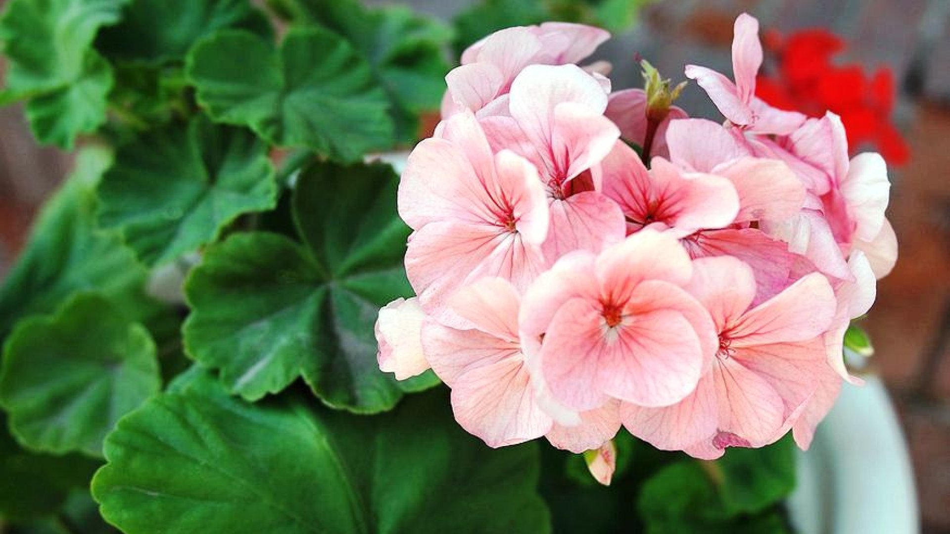 10 közkedvelt növény, aminek a magját januárban kell vetni!