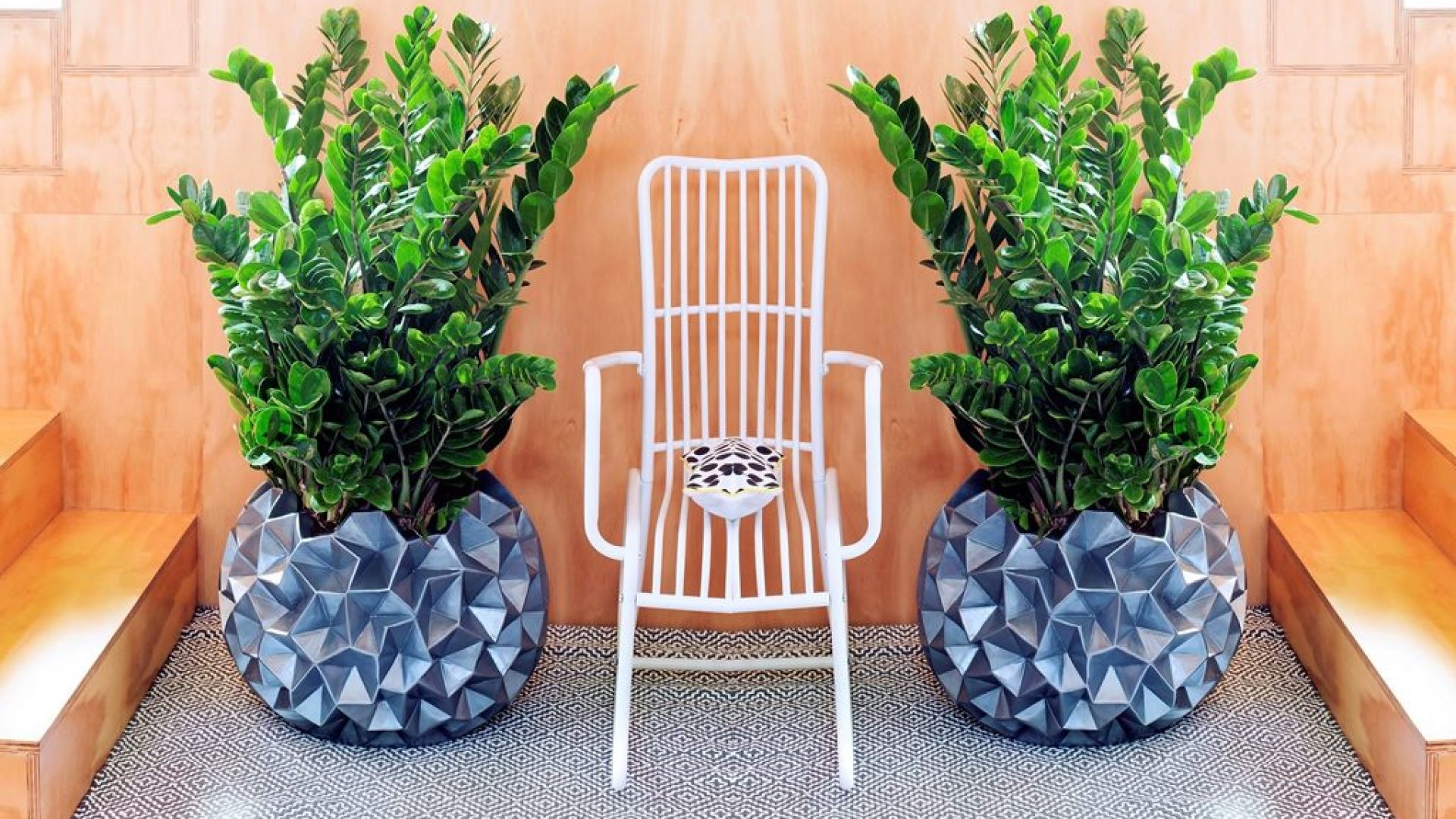 Az egyik legkedveltebb növény – A zamiopálma gondozása, nevelése