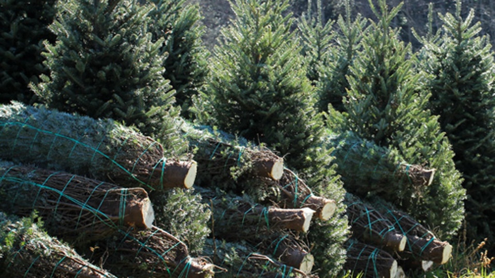 30 százalékkal nő idén a karácsonyfák ára…