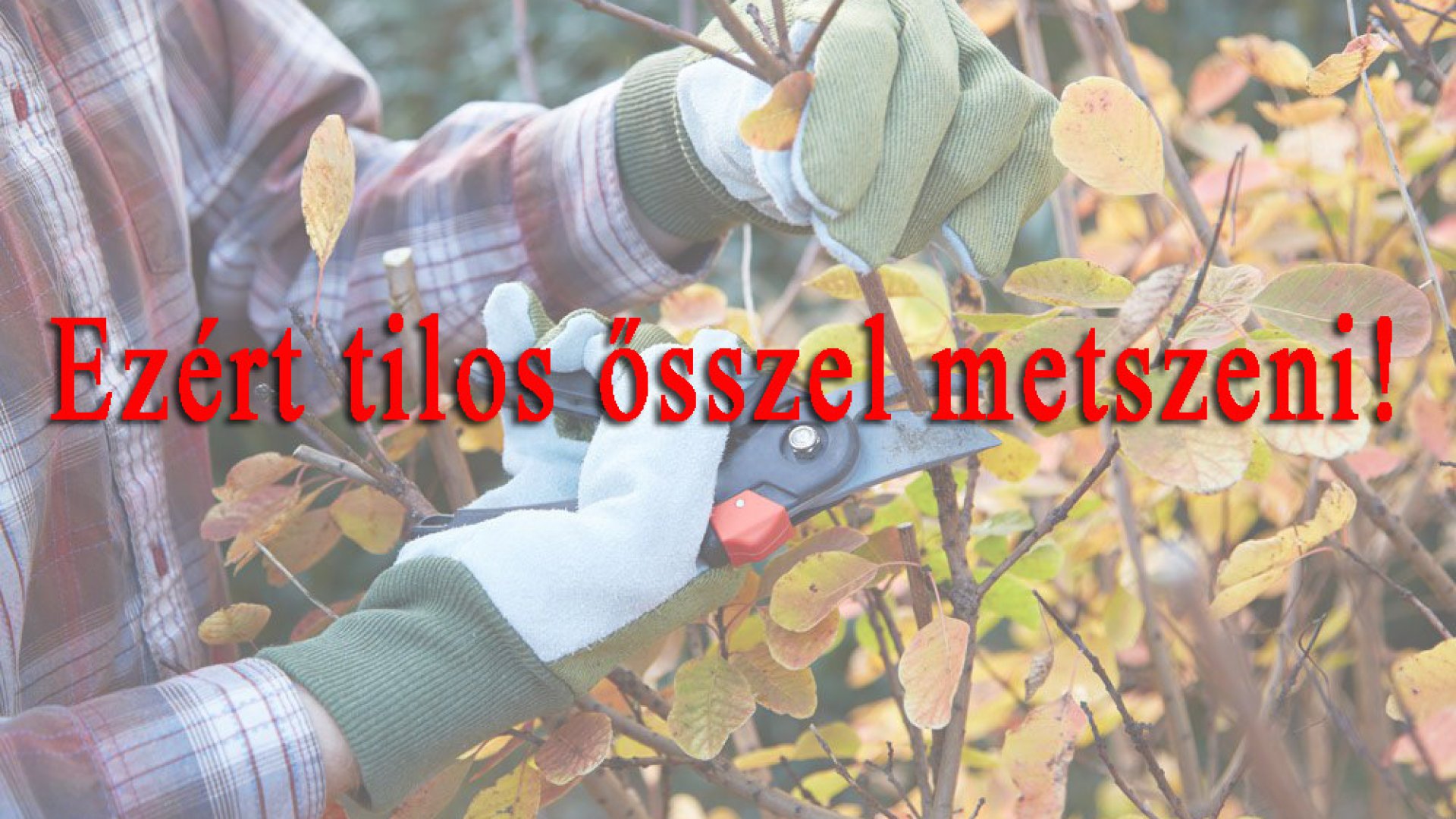 Ezért nem szabad ősszel metszeni
