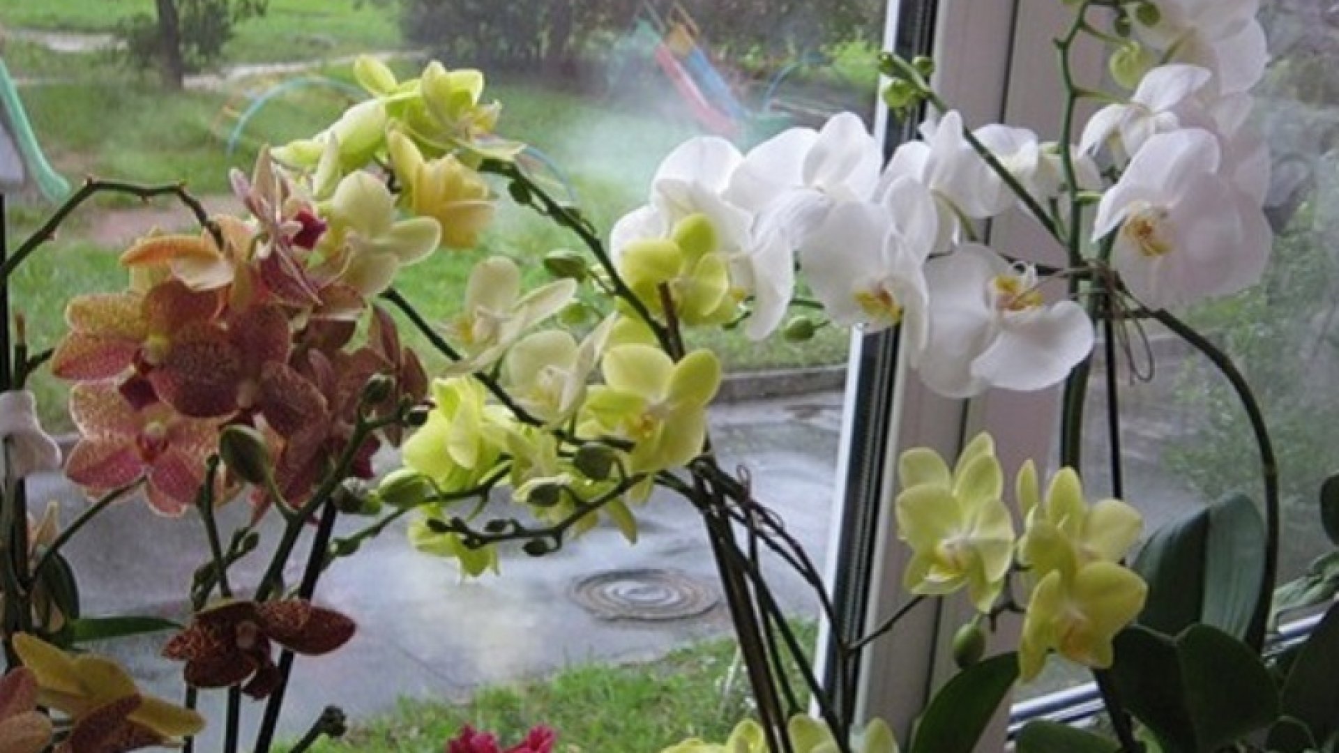 Ez az orchidea szétültetésének titka!  Ez az orchidea szétültetésének titka!