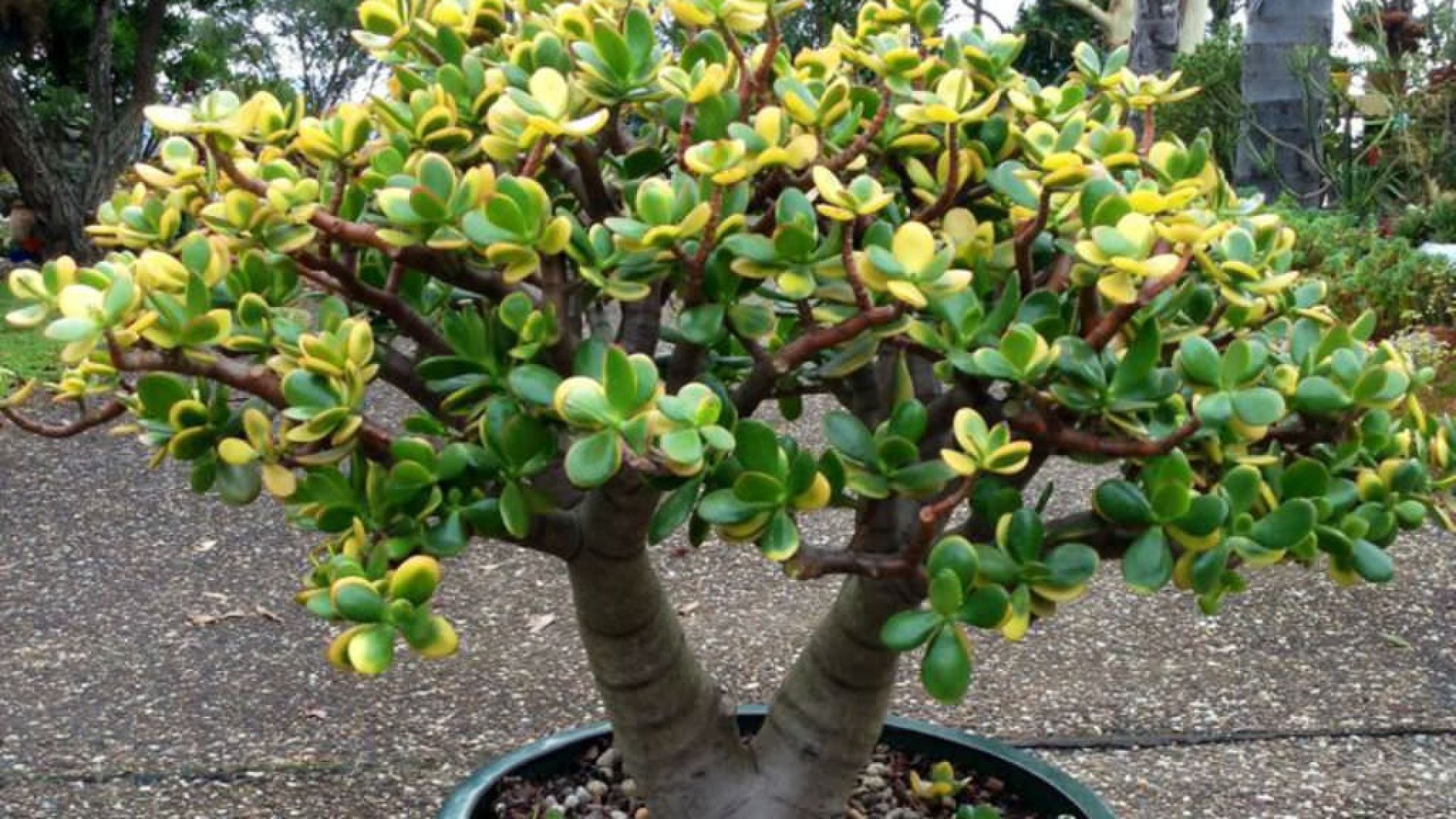 Pozsgafa, a pénzmágnes –Így gondozd helyesen! 