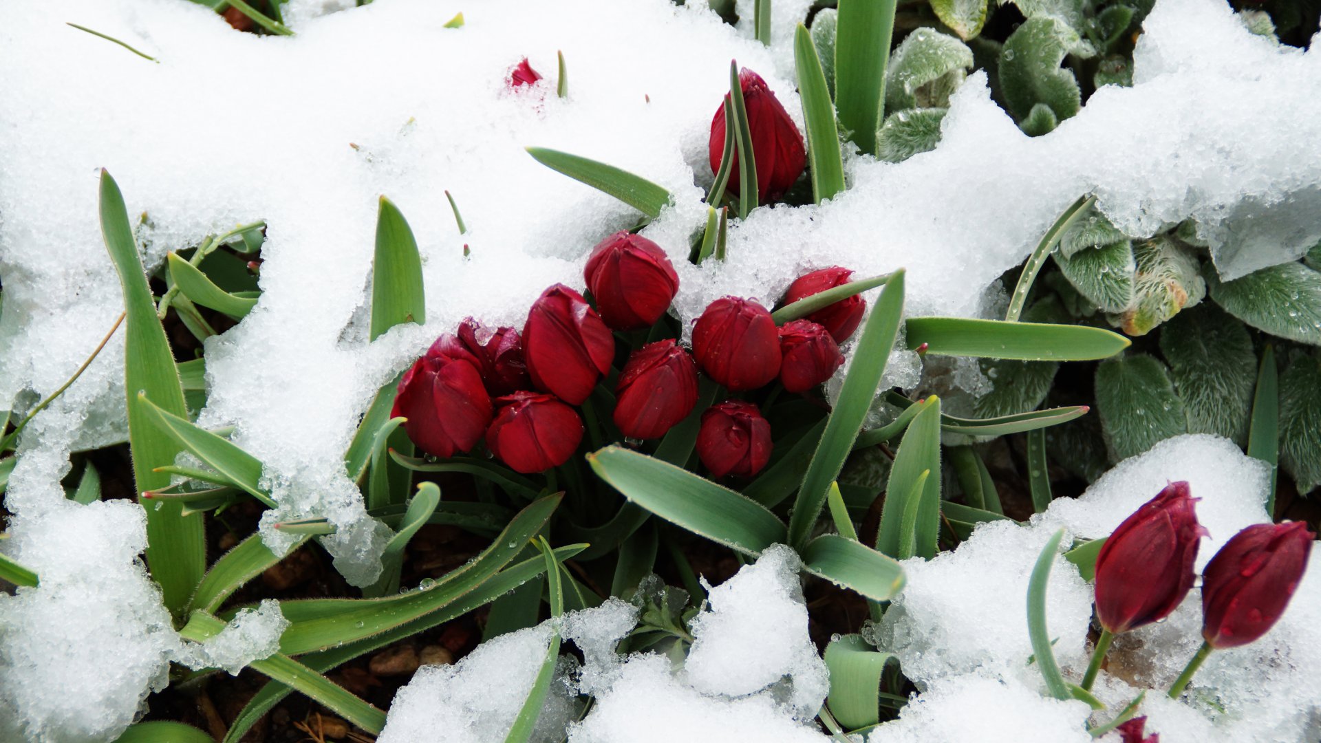 Ősszel érdemes elültetni a tulipánt Ősszel érdemes elültetni a tulipánt