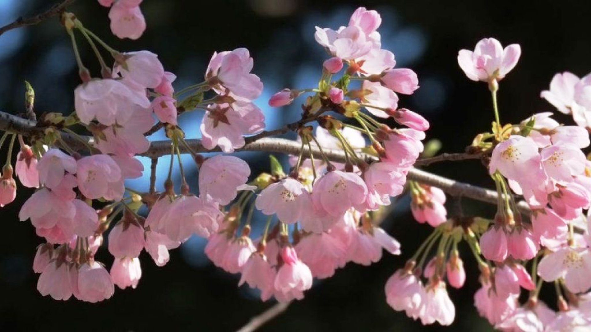 Váratlanul elkezdtek virágozni a japán cseresznyefák!  Váratlanul elkezdtek virágozni a japán cseresznyefák!