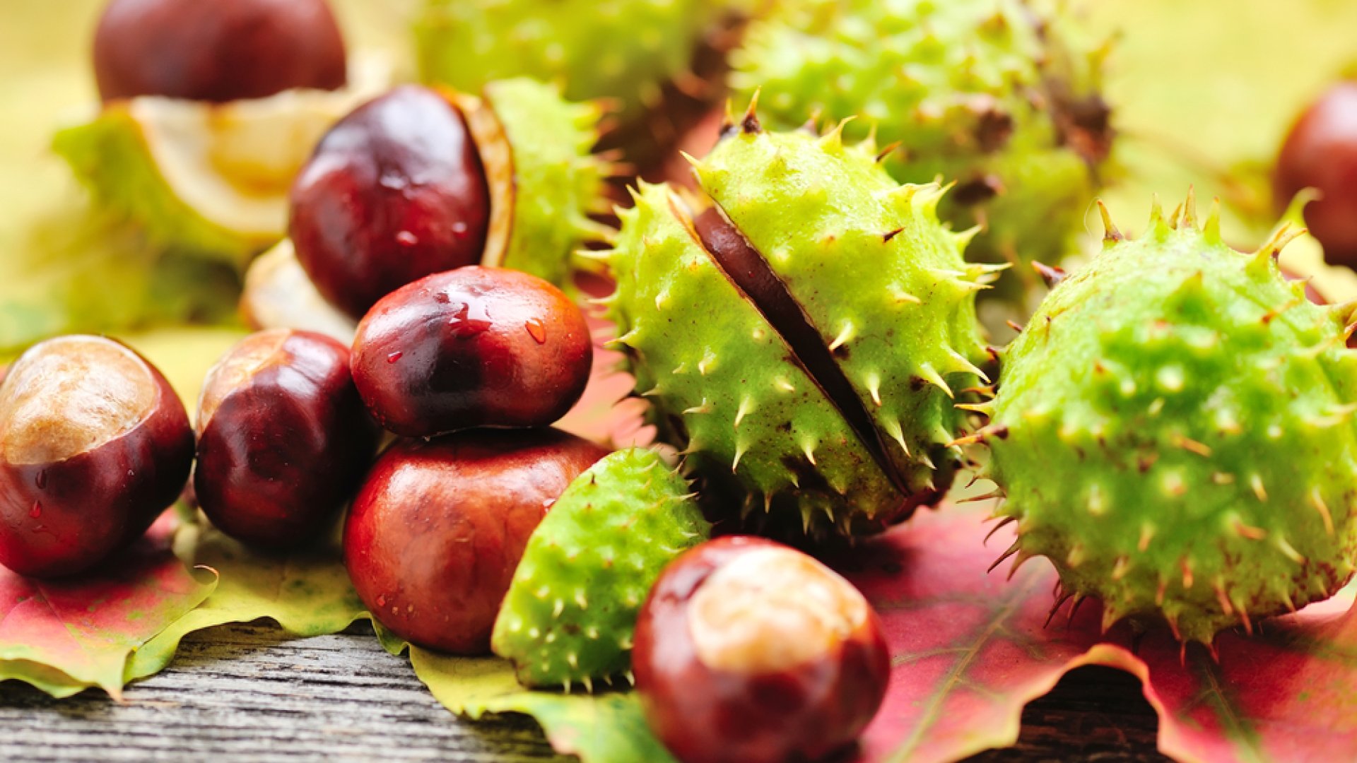 Így használhatod fel a vadgesztenyét