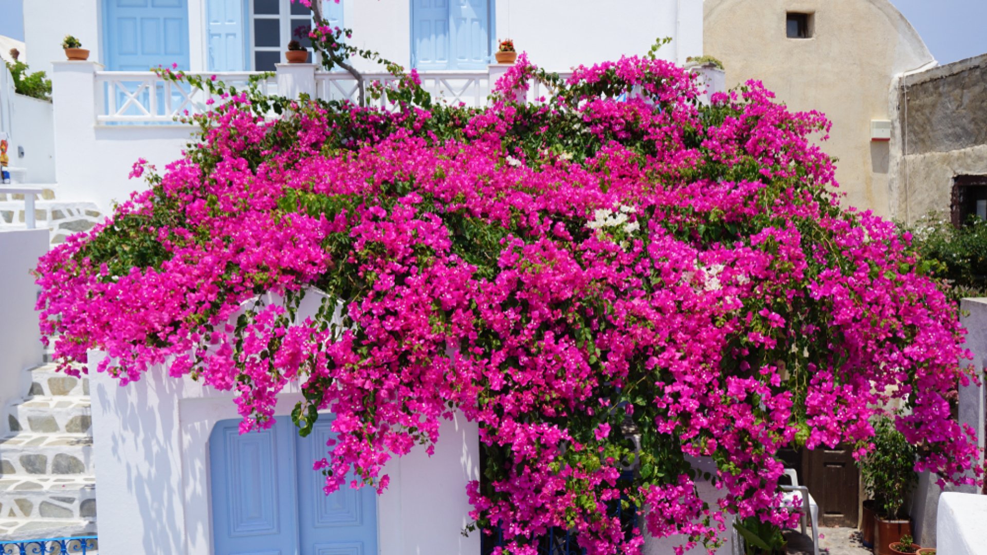 A bougainvillea teleltetése: így teleltesd eredményesen a bougainvilleát A bougainvillea teleltetése: így teleltesd eredményesen a bougainvilleát