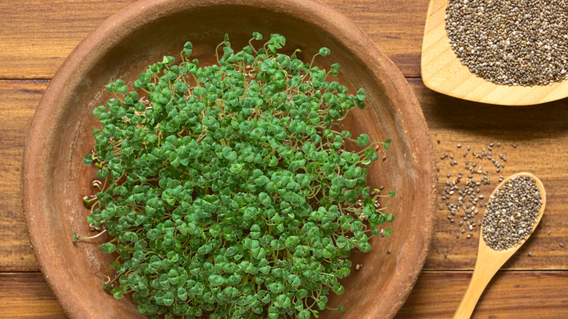 Az azték zsálya (chia) termesztése