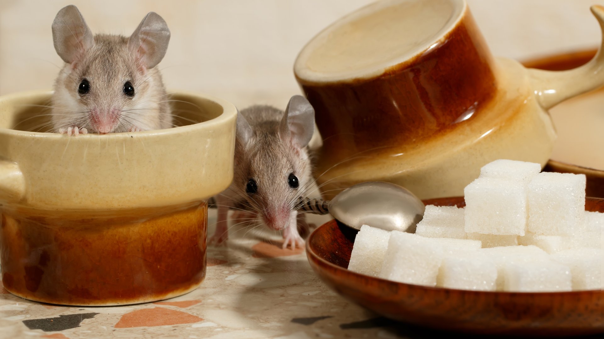 Egerek ellen: 6 bevált, hatásos módszer az otthonod egérmentesítéséhez