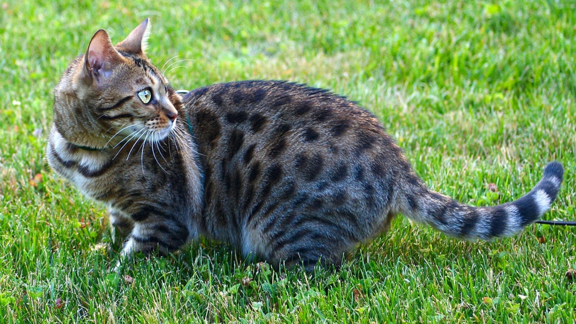 Így tartsd távol a macskákat kertedtől! - 10+1 macskariasztó tipp Így tartsd távol a macskákat kertedtől! - 10+1 macskariasztó tipp