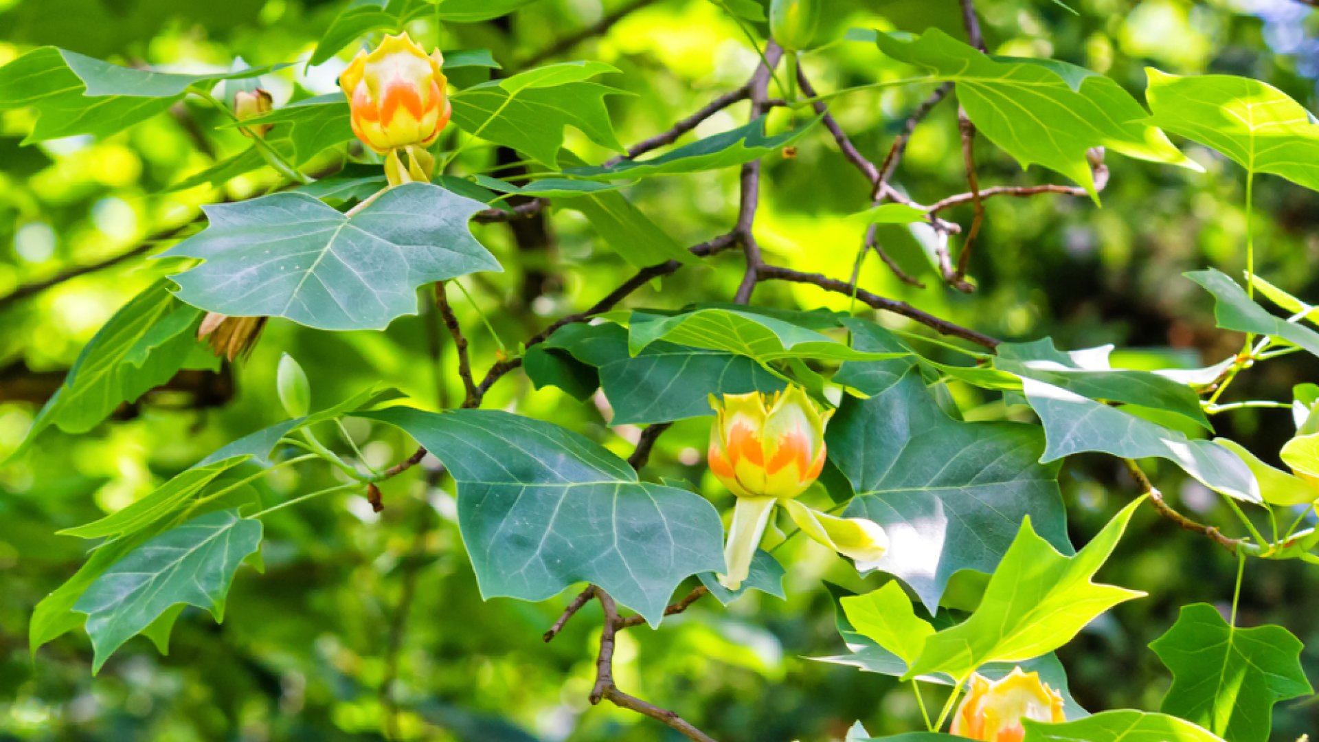 Minden tudnivaló a tulipánfáról