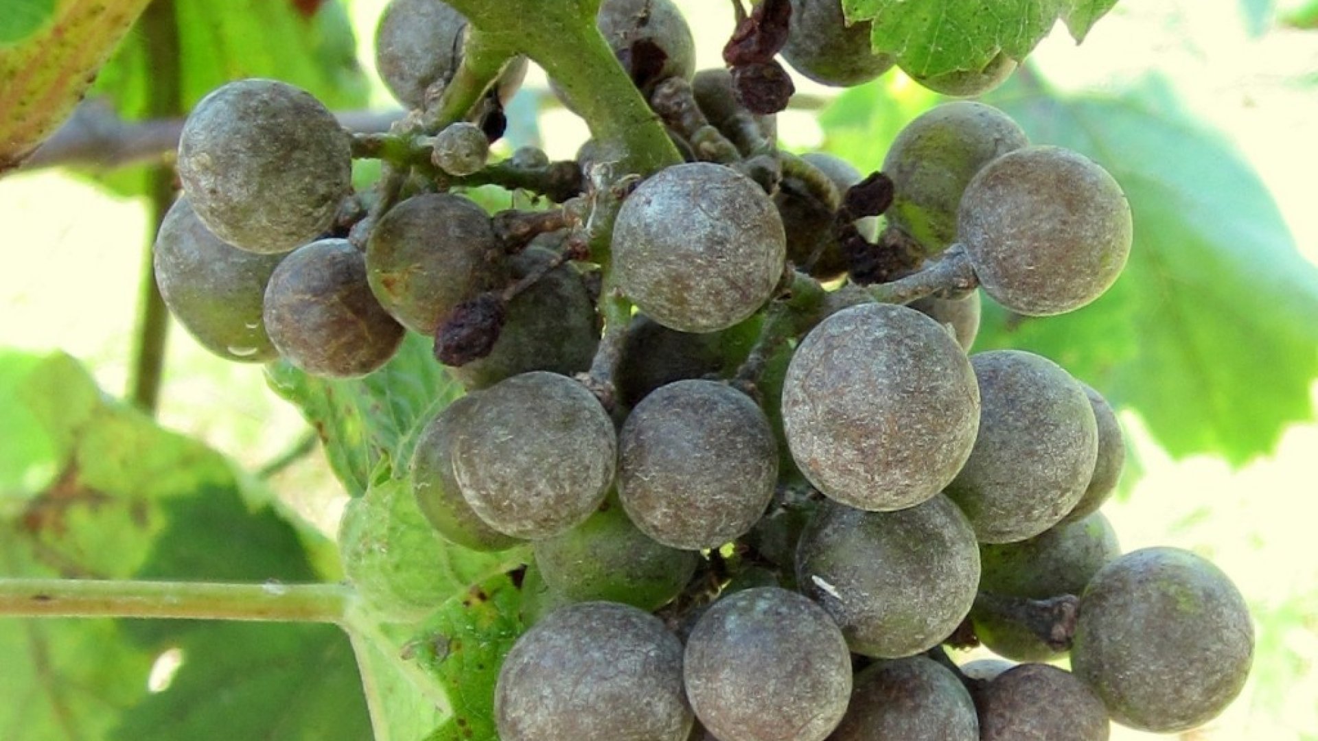 A szőlők fenésedésének (antraknózis) kezelése