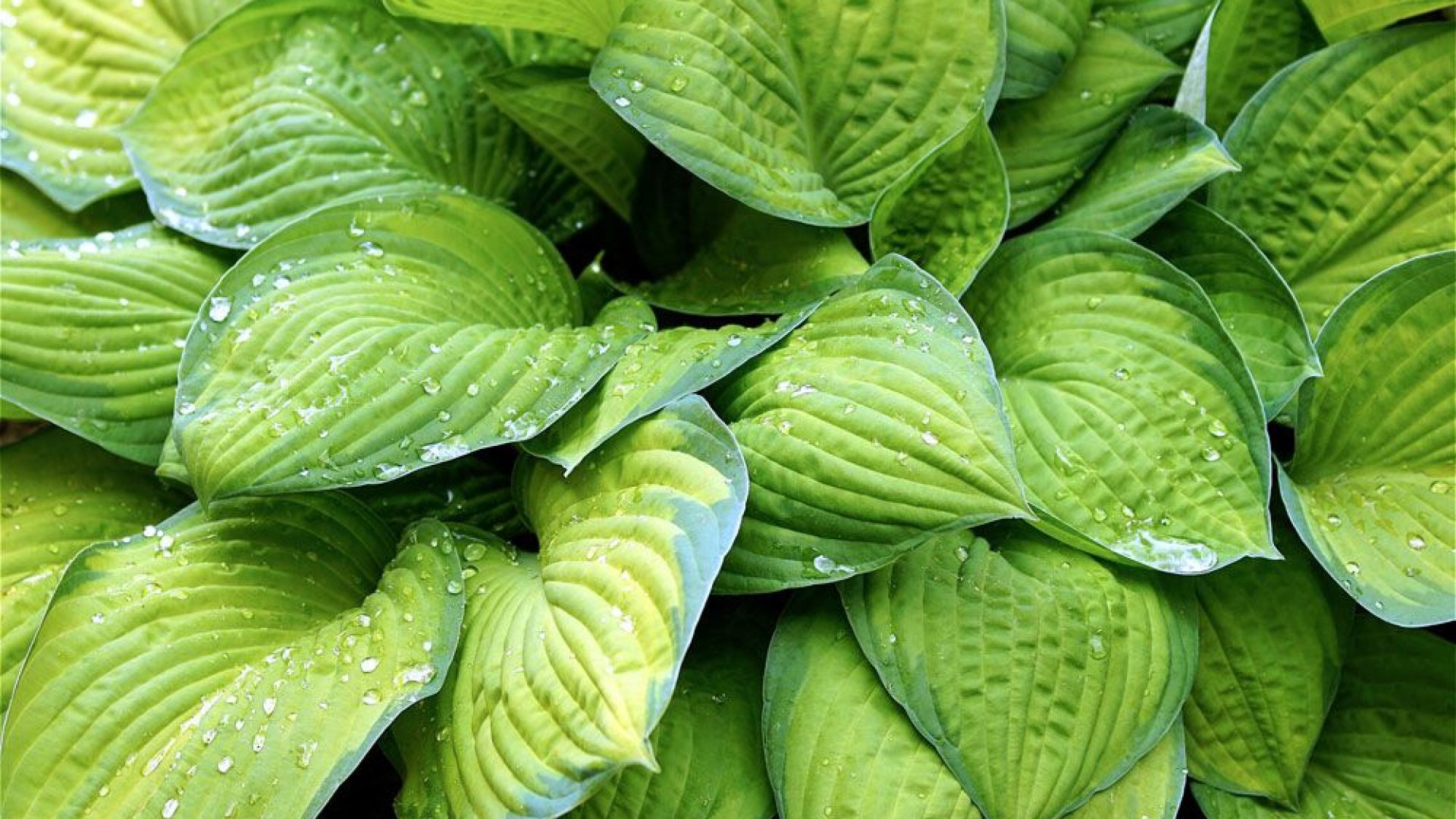 Az árnyliliomok jellemzői és gondozása