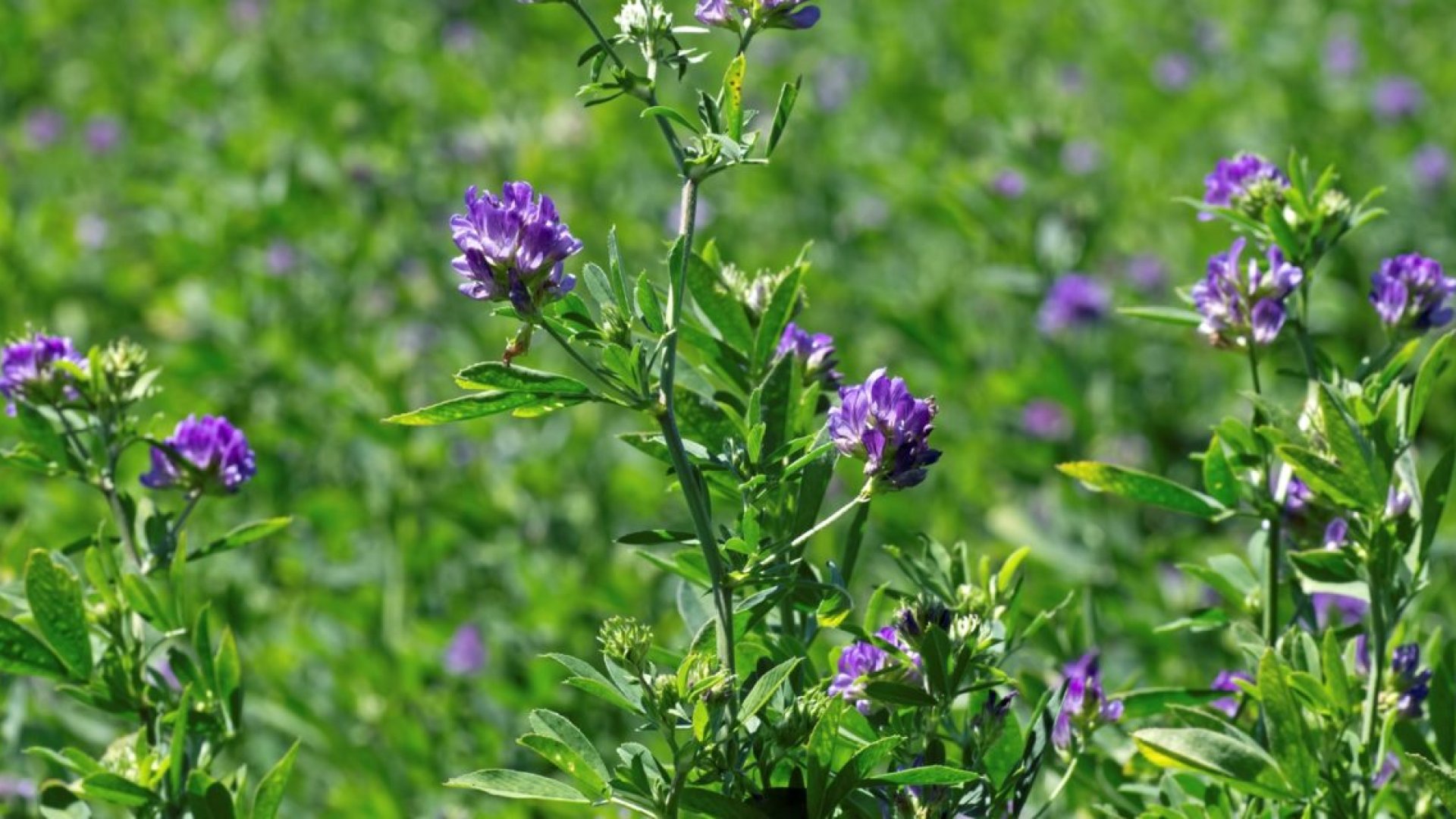 Tudnivalók a takarmánylucerna (alfalfa) termesztéséről Tudnivalók a takarmánylucerna (alfalfa) termesztéséről