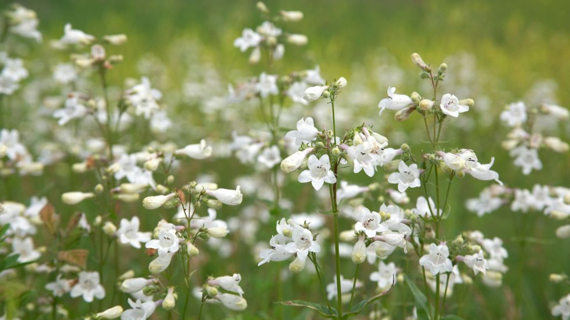 Amerikai vadvirágok, amelyekkel itthon is szebbé varázsolhatod kertedet