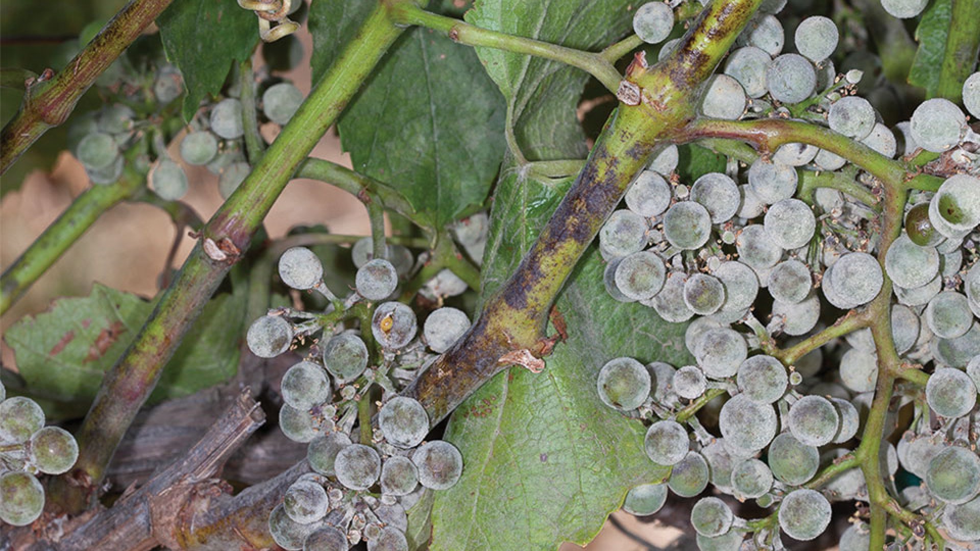 A lisztharmat kezelése