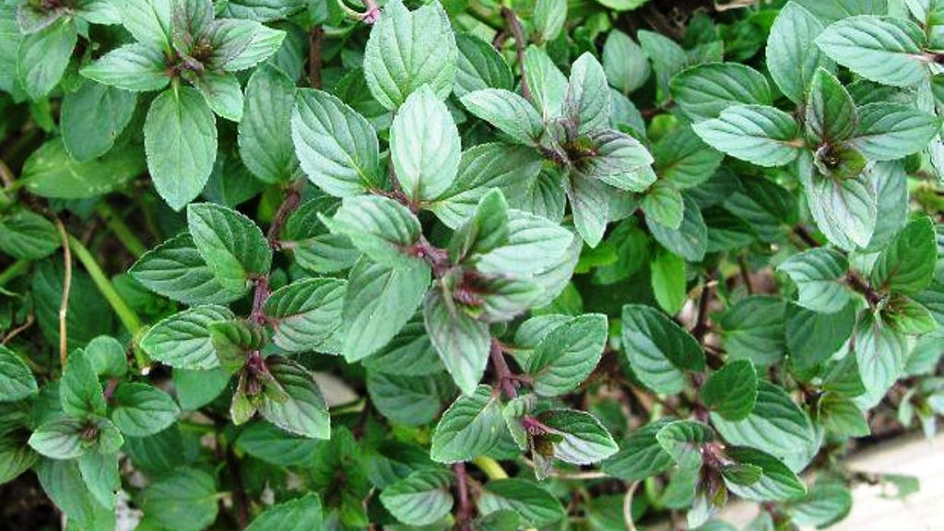 Te tudtad, hogy vannak csoki illatú növények? - Te is termesztheted a kertben!